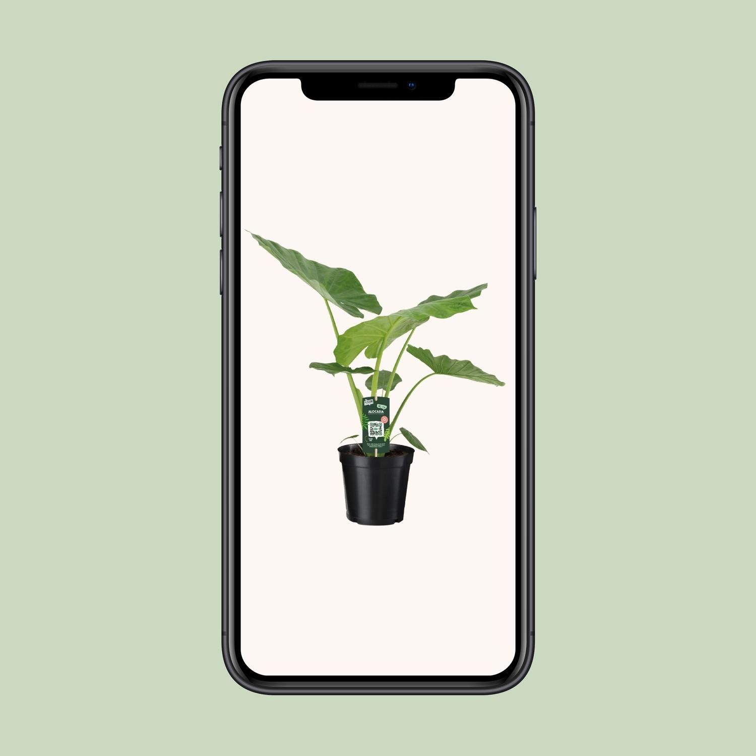 Alocasia Macrorrhiza Zimmerpflanze mit großem Laub