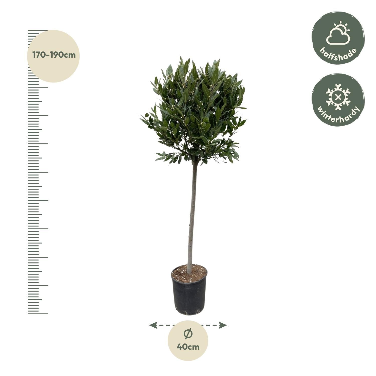 Lorbeerbaum Laurus Nobilis