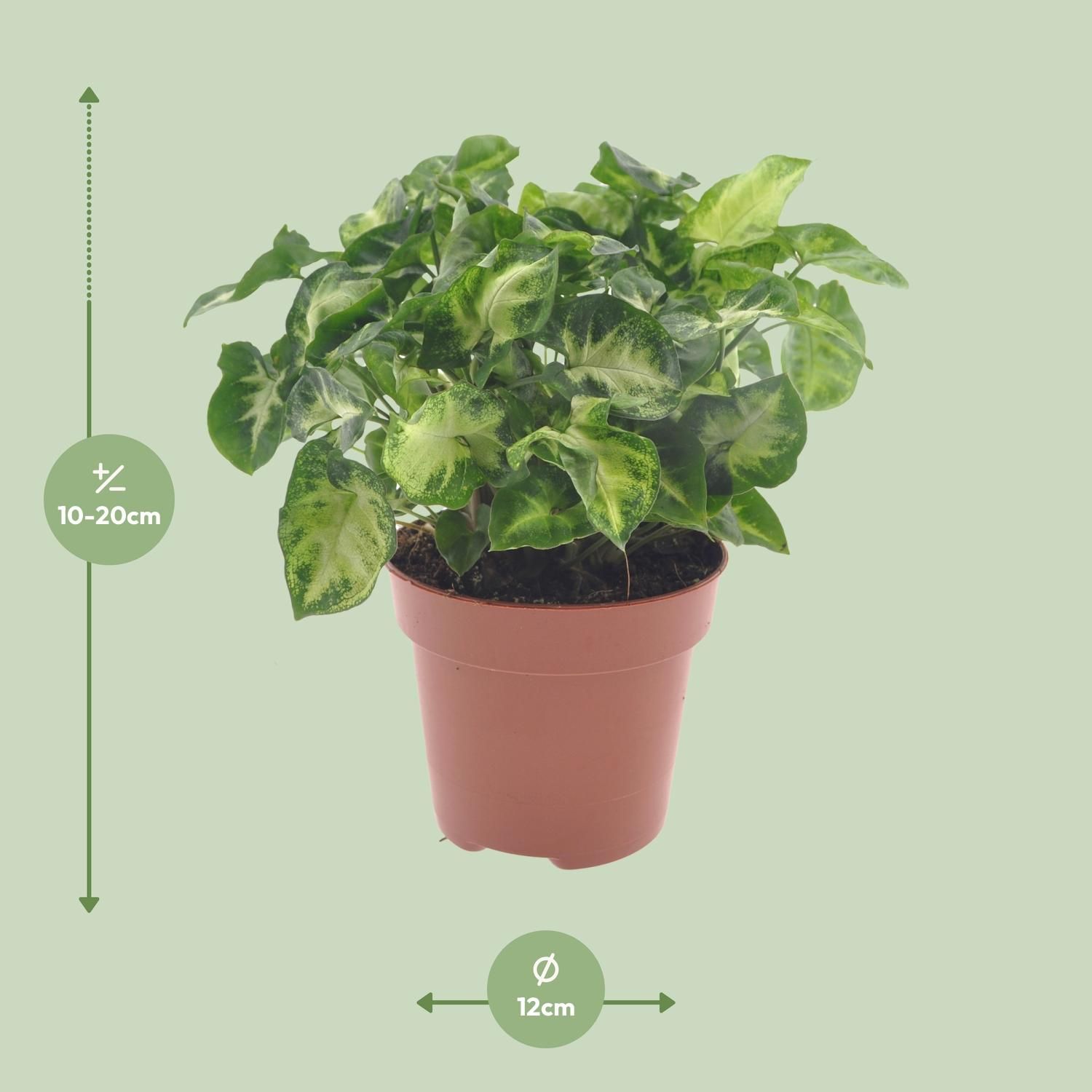 Syngonium Pixie Pfeilblättrige Zimmerpflanze