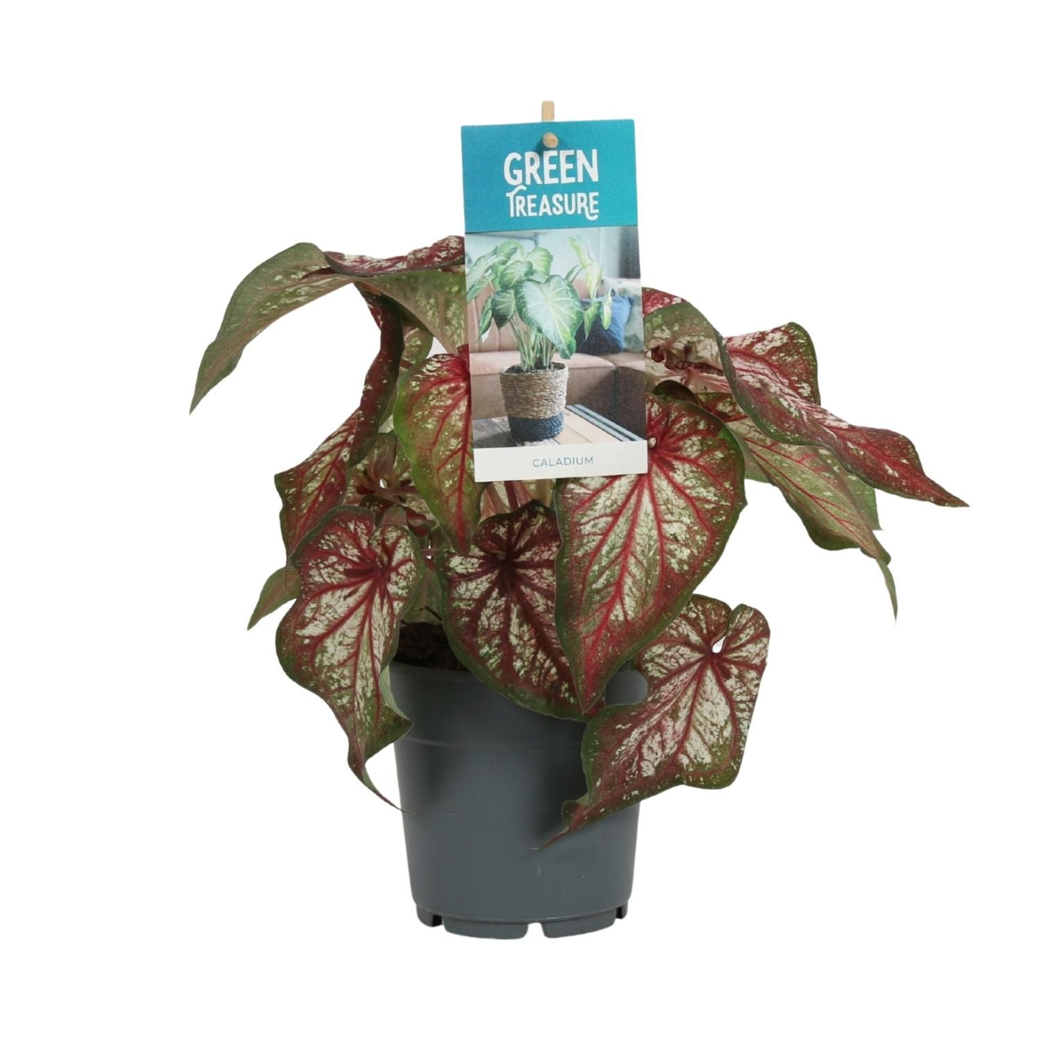 Caladium Engelsschwingen Zimmerpflanze