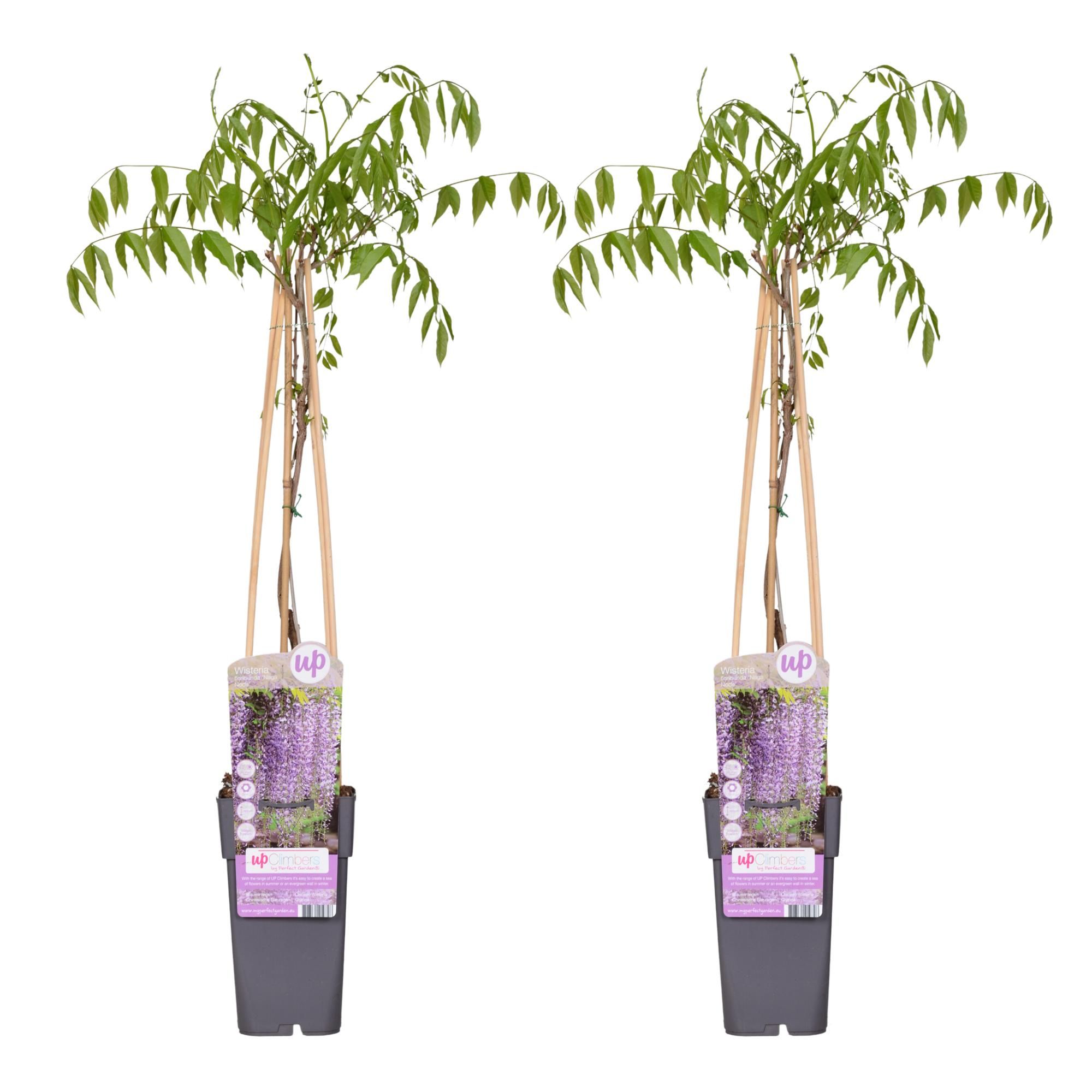 Wisteria Floribunda Kletterpflanze Naga Noda