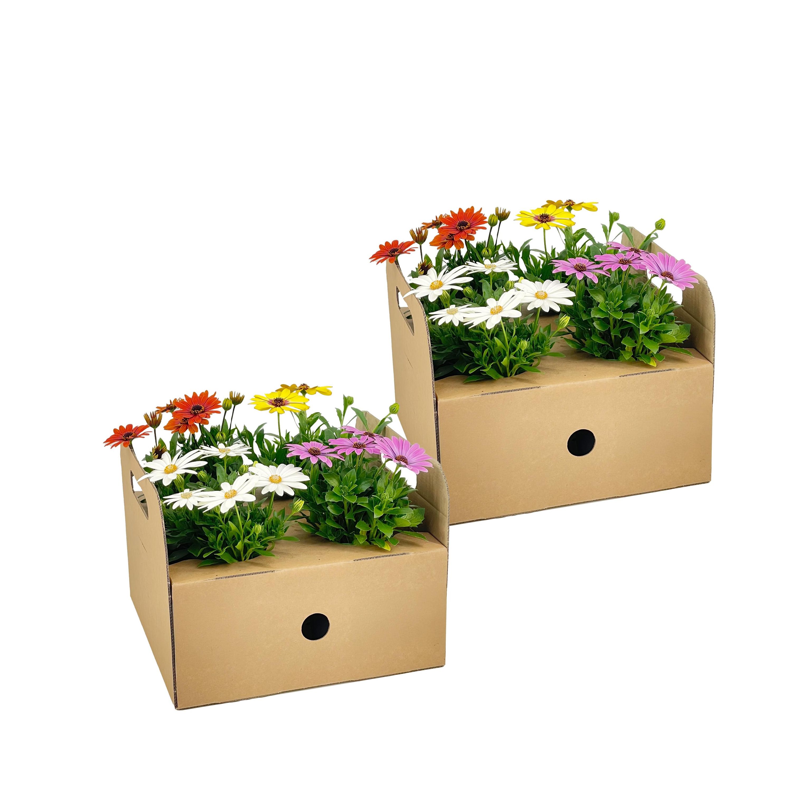 8x Kapmargeriten Mix Ø12 cm - ↕20 cm | Farbenfroh & Pflegeleicht