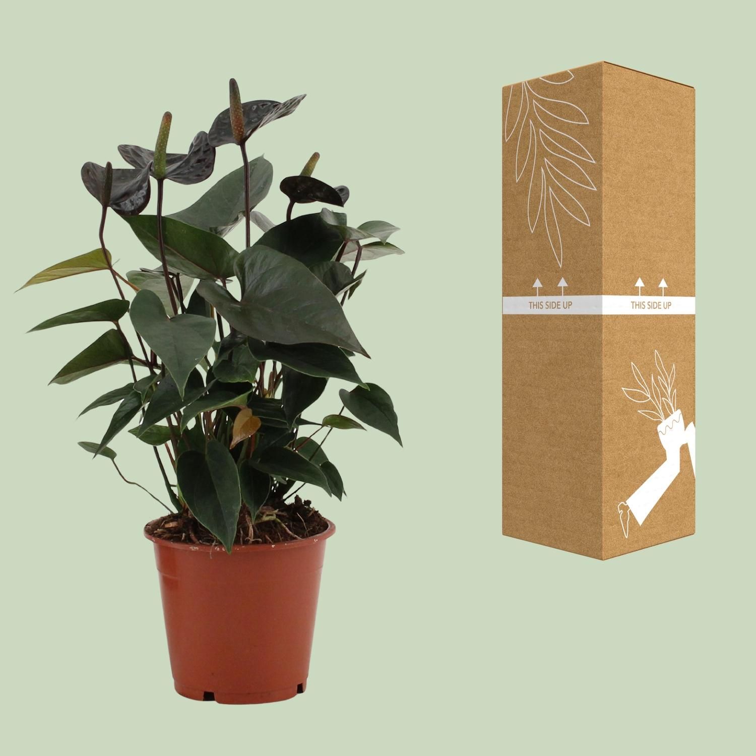 Anthurium Black Love Zimmerpflanze