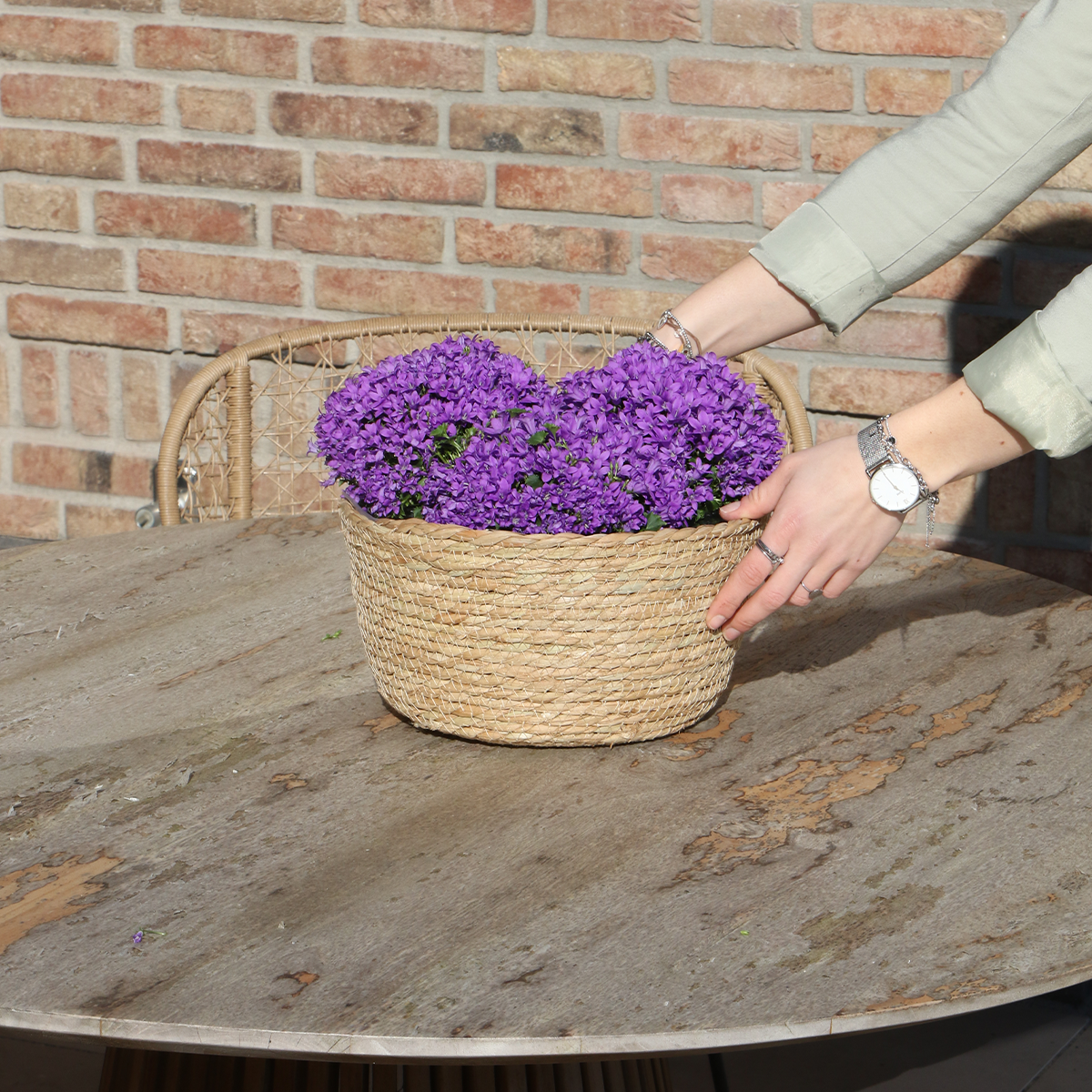 Klokjesblumen Lila – 3 Stück – mit Bewässerungssystem – Indoor & Outdoor – Topf 12cm