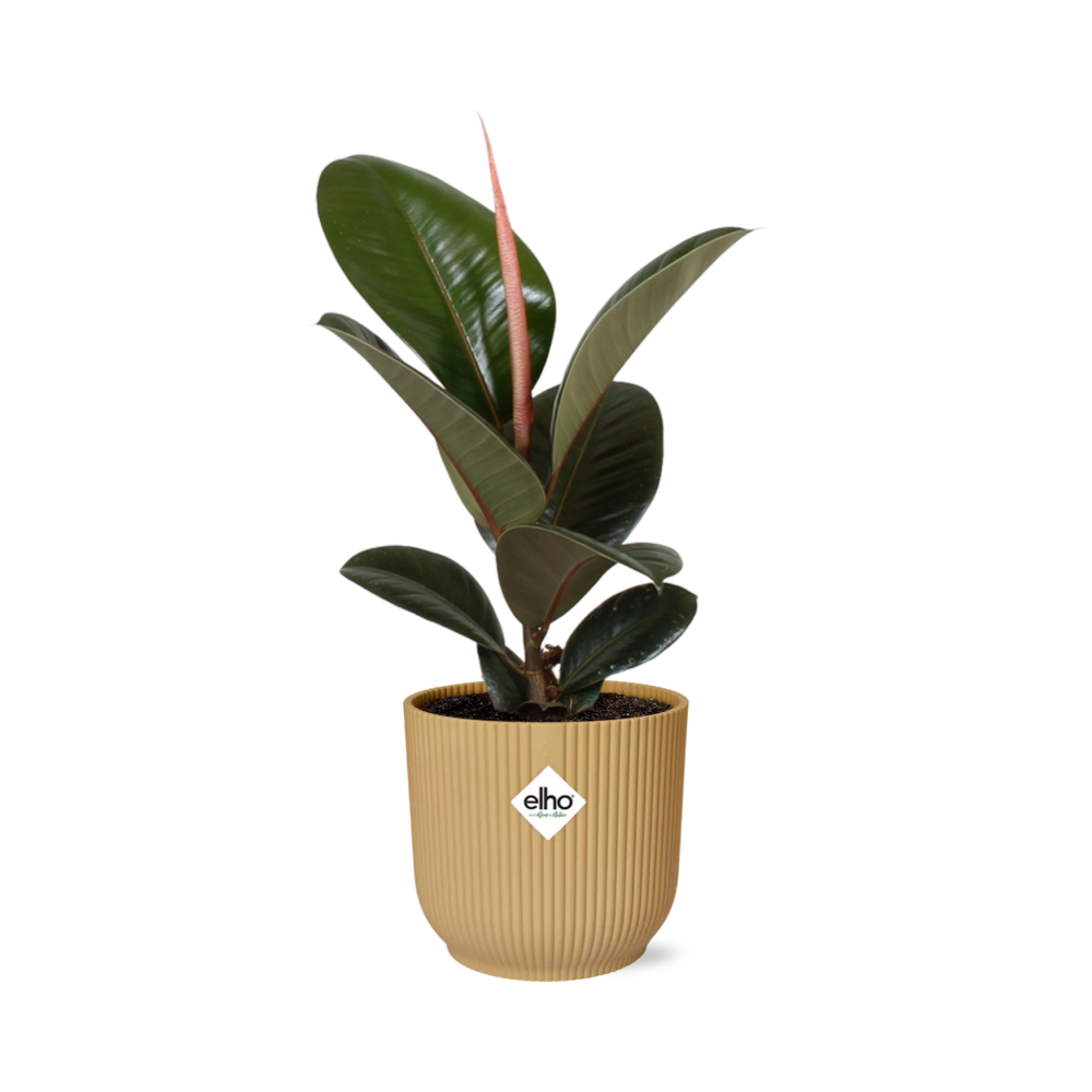 Ficus Elastica Robusta Zimmerpflanze im gelben ELHO Vibes Fold Übertopf