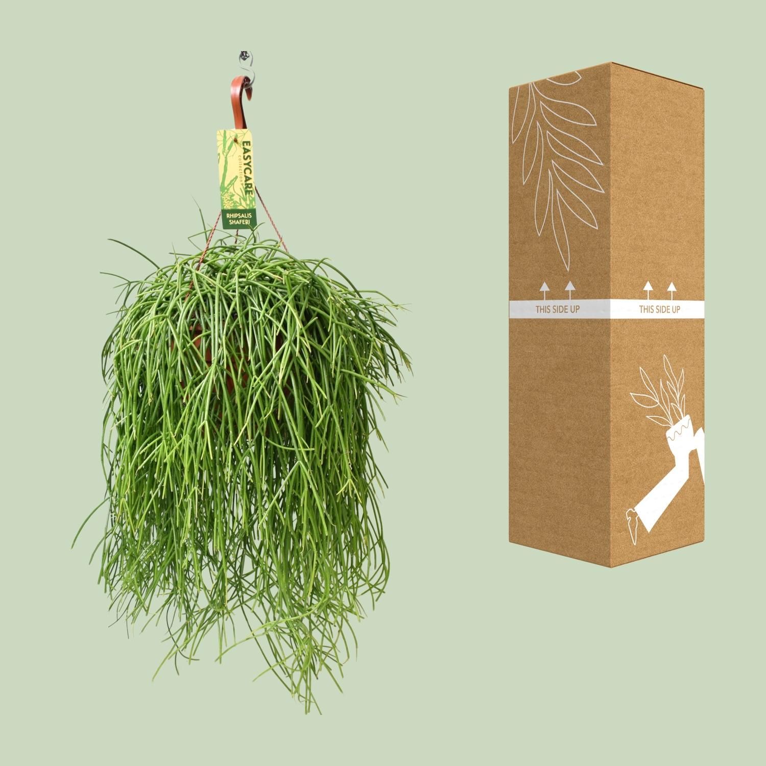 Rhipsalis Baccifera Shaferi Zimmerpflanze