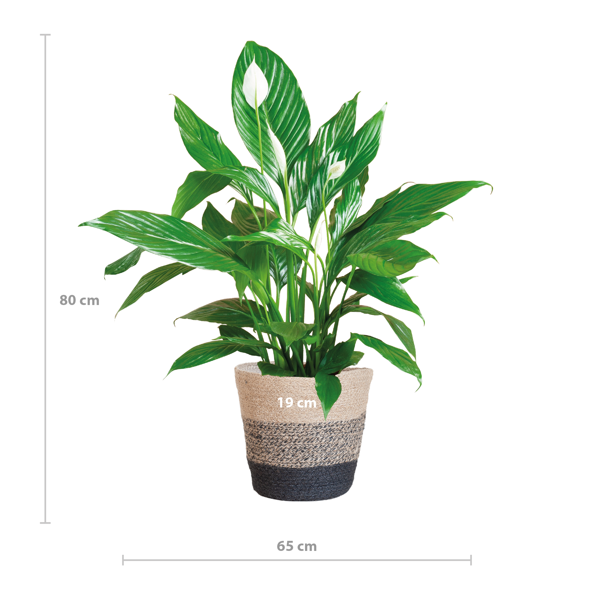 Spathiphyllum mit Korb – 80cm – Ø21