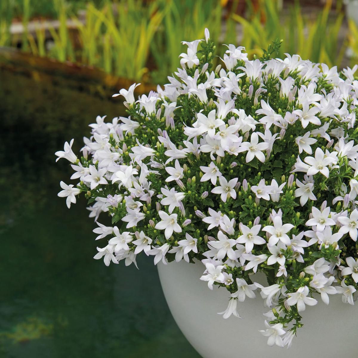 Campanula Addenda Glockenblume Weiß Bodendecker