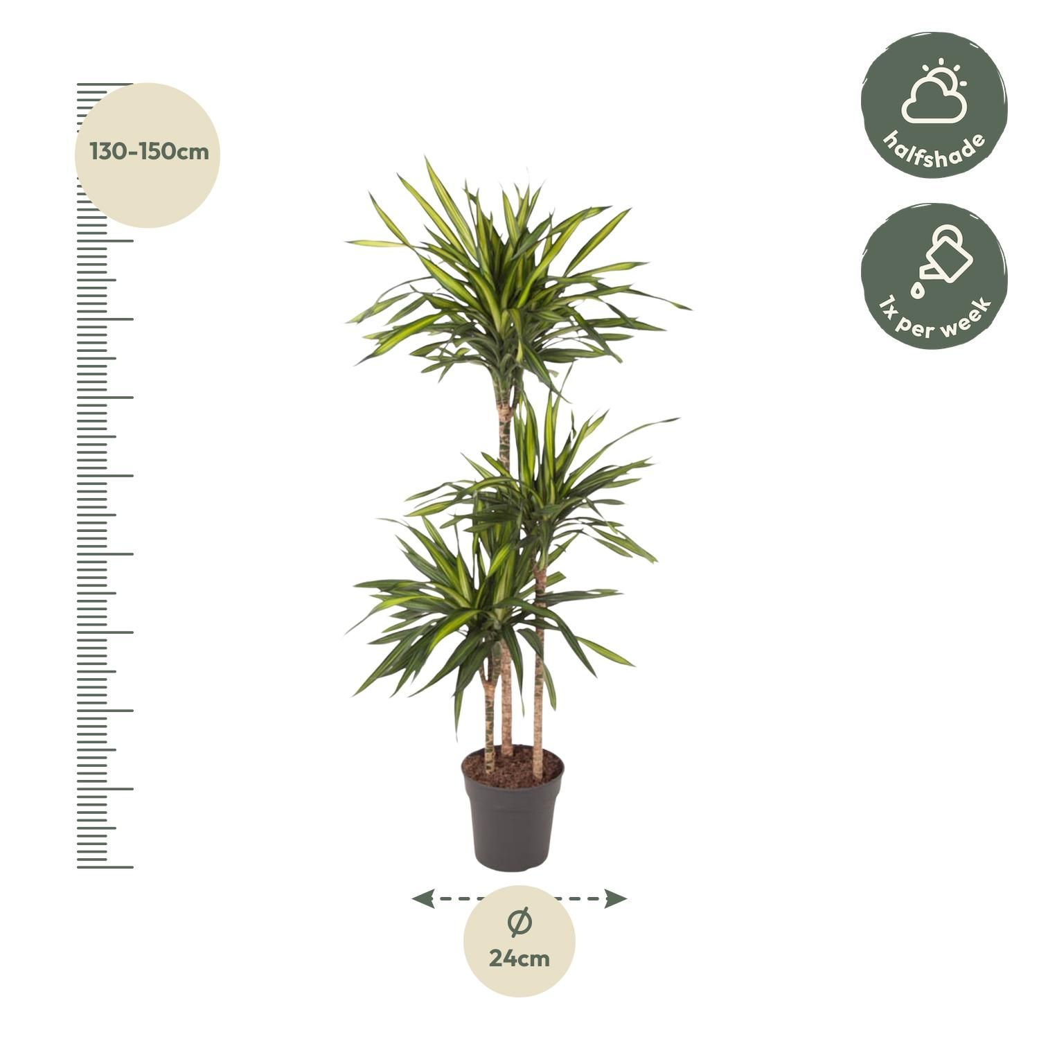 Dracaena Riki elegante Zimmerpflanze