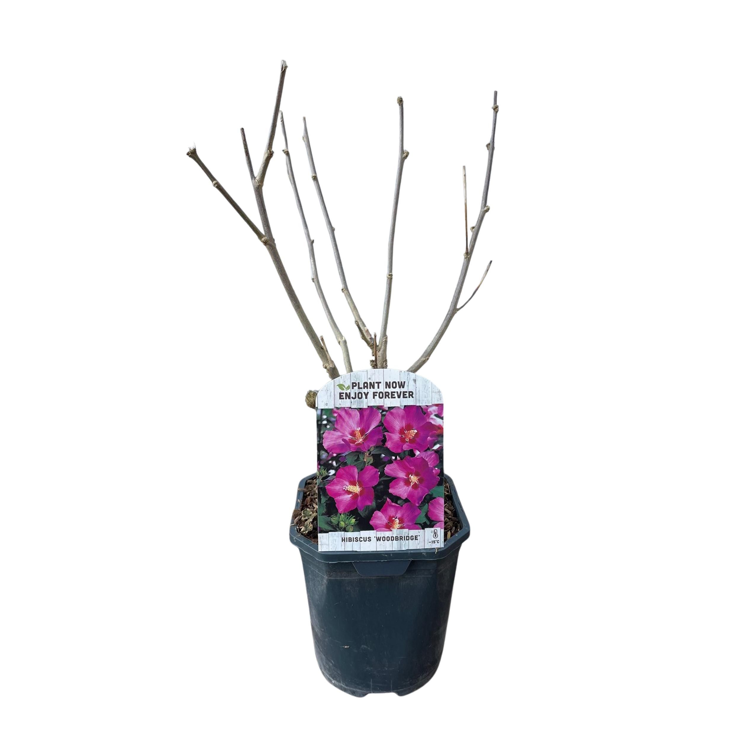 Hibiscus syriacus Woodbridge Stockrose – Rosa Blüten – Pflegeleicht | Laubabwerfend