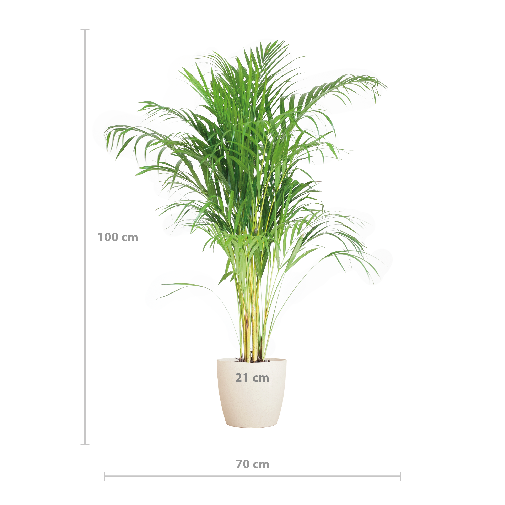 Areca Palme mit Sofia Seegras Übertopf
