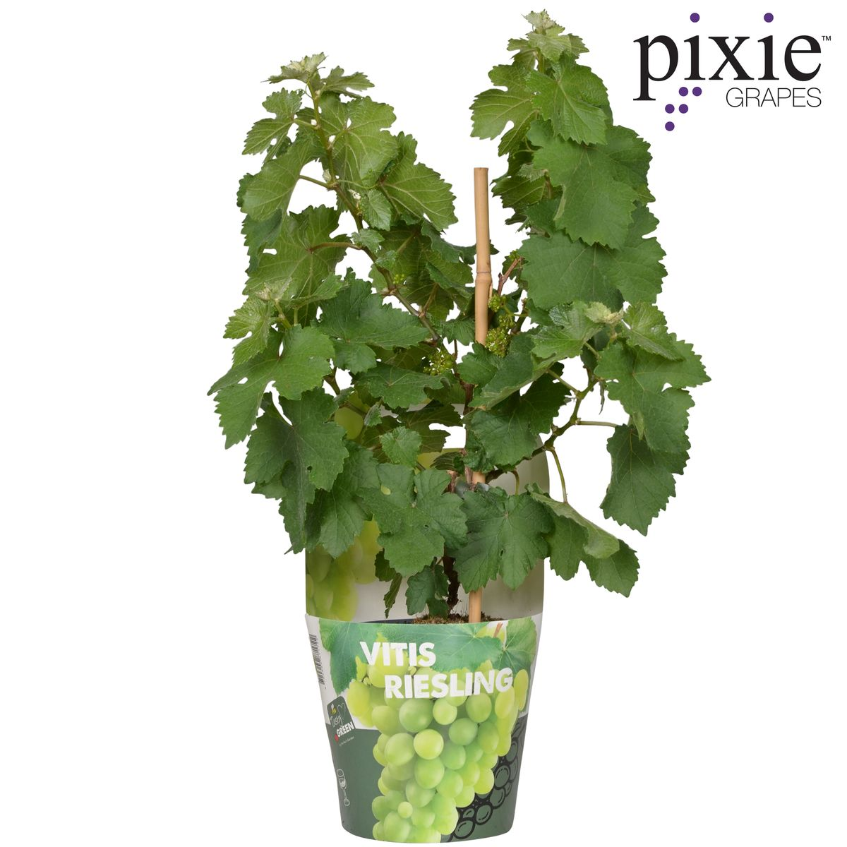 Vitis Pixie Riesling Zwergtraube