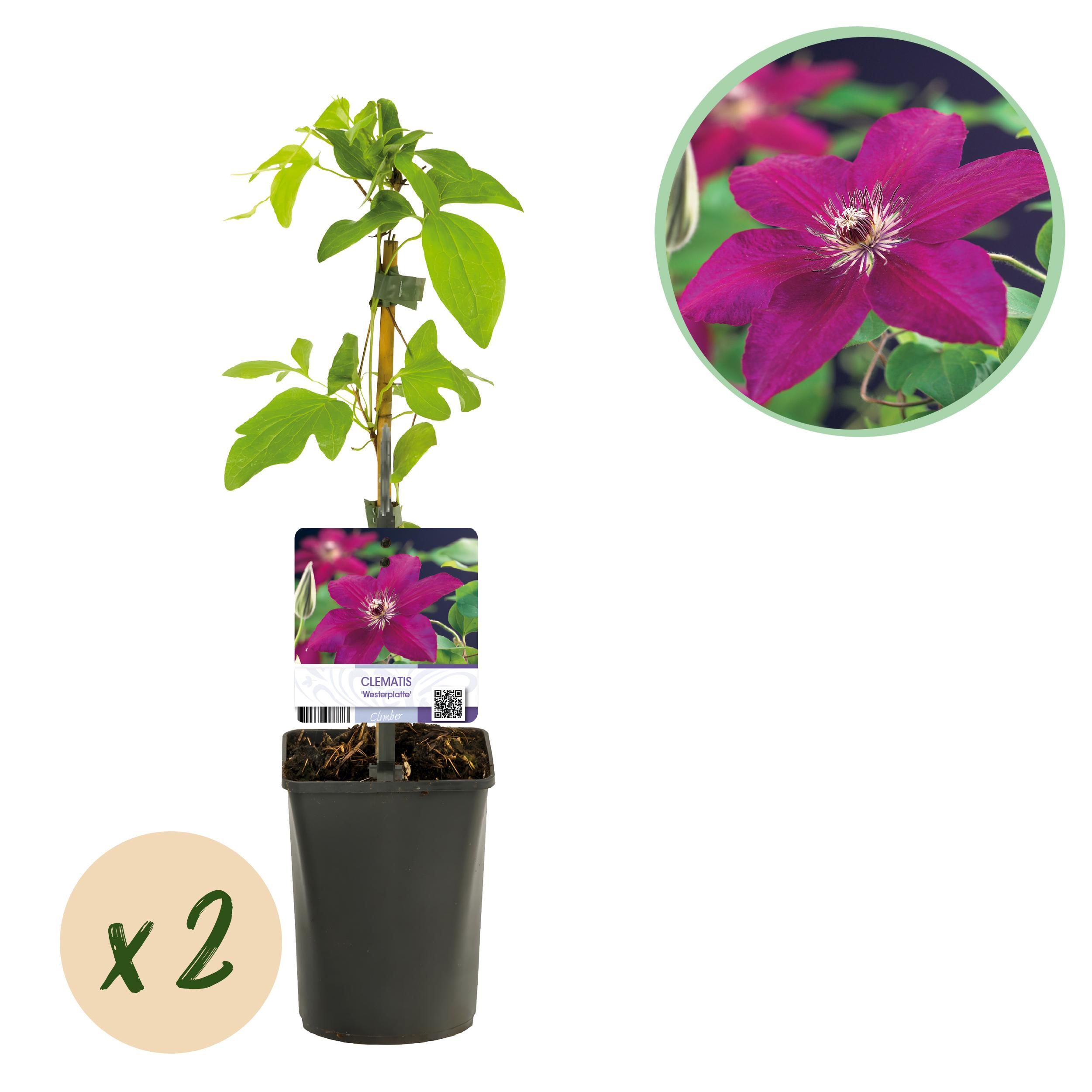 Kletterpflanze Clematis Westerplatte – Rote Blüten – Pflegeleicht – 2 Stück