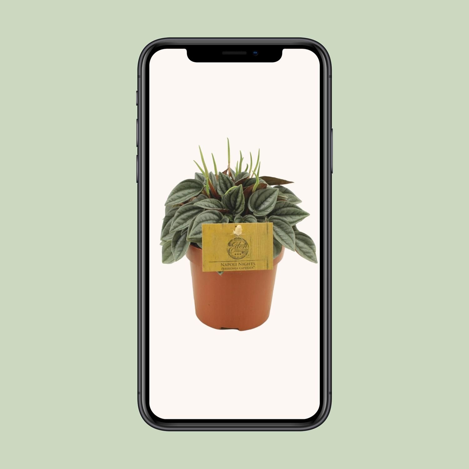 Peperomia Napoli Nights – Ø10,5cm – ↕15cm