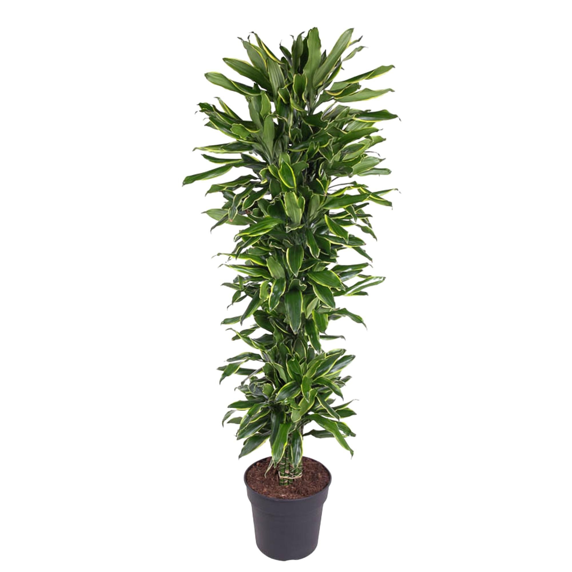 Dracaena Golden Coast elegante Zimmerpflanze