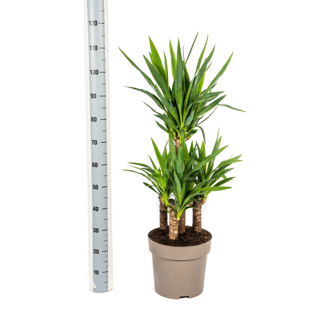 Palmlilie Yucca Elephantipes – Robust – Pflegeleicht – Zimmerpflanze | Ø30cm Topf