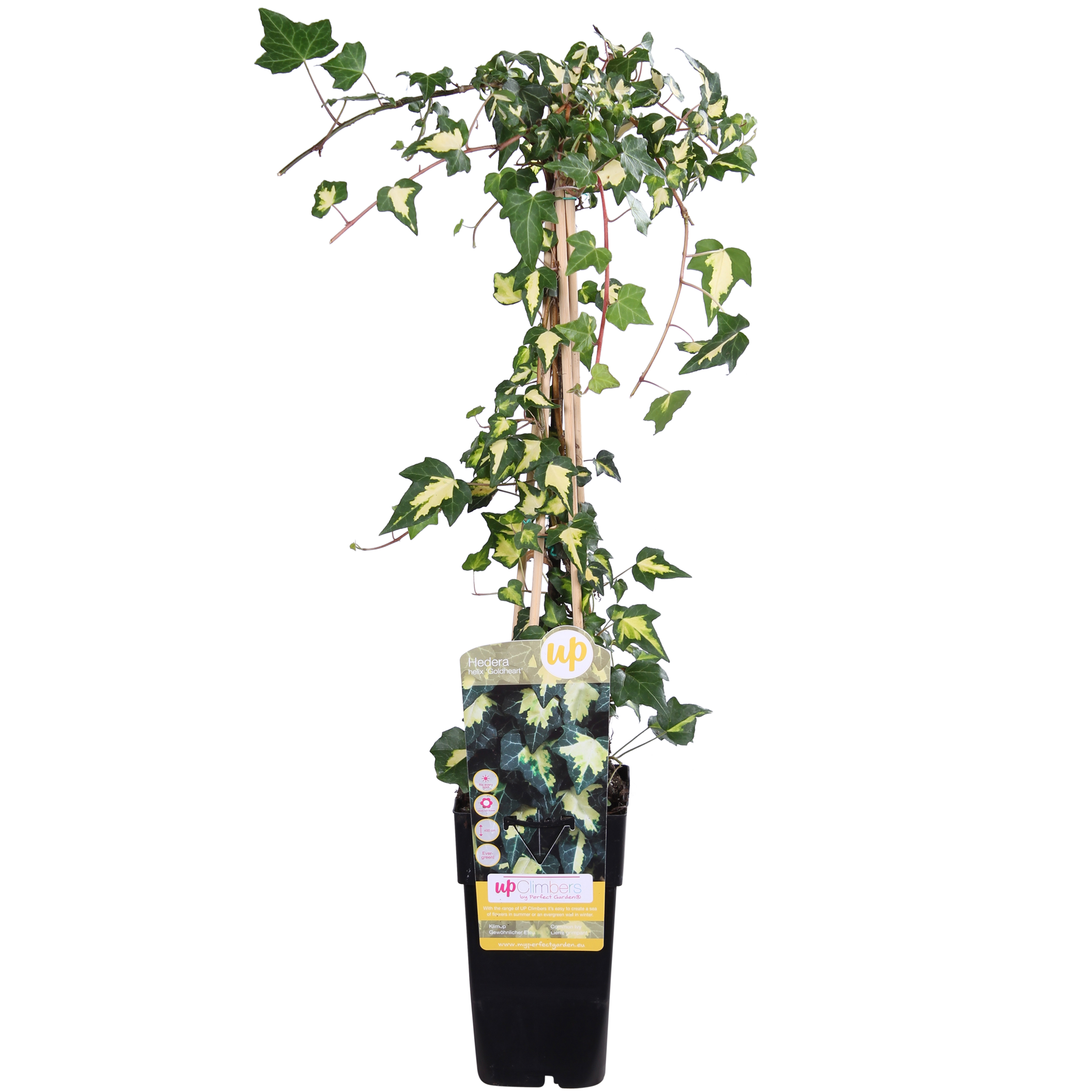 Efeu Hedera Goldheart Kletterpflanze