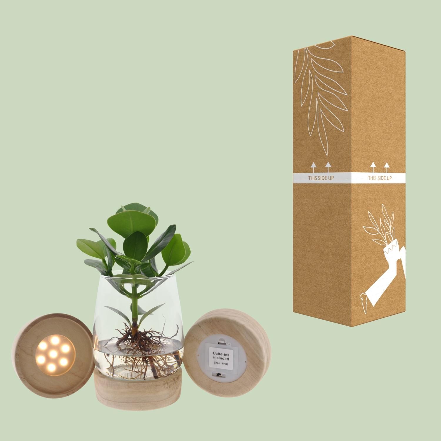 Clusia Hydroponische Zimmerpflanze mit LED im Glas