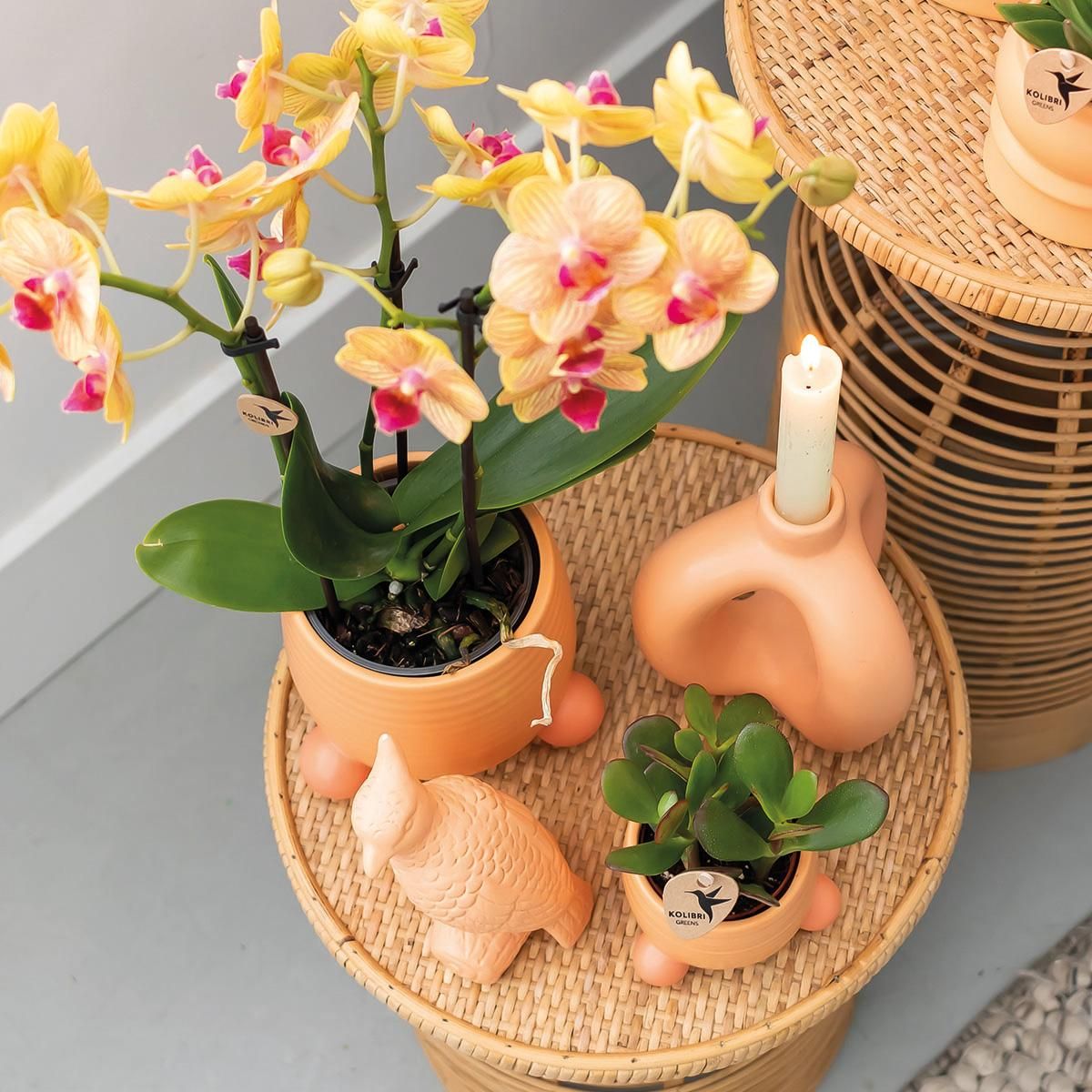 Orange Phalaenopsis Orchidee Jamaica im Pfirsich Dekotopf