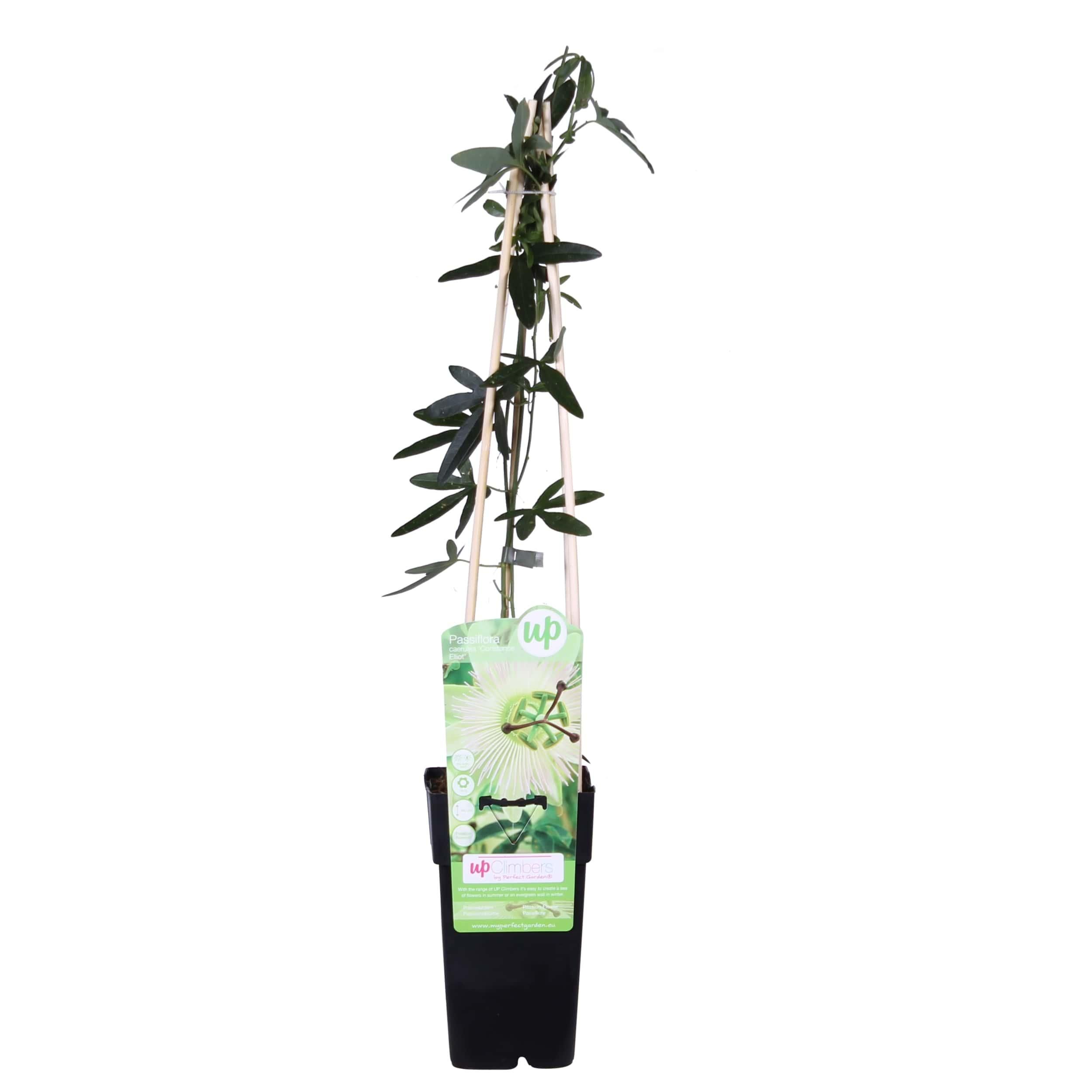 Passiflora Kletterpflanze Constance Elliot mit weißen Blüten