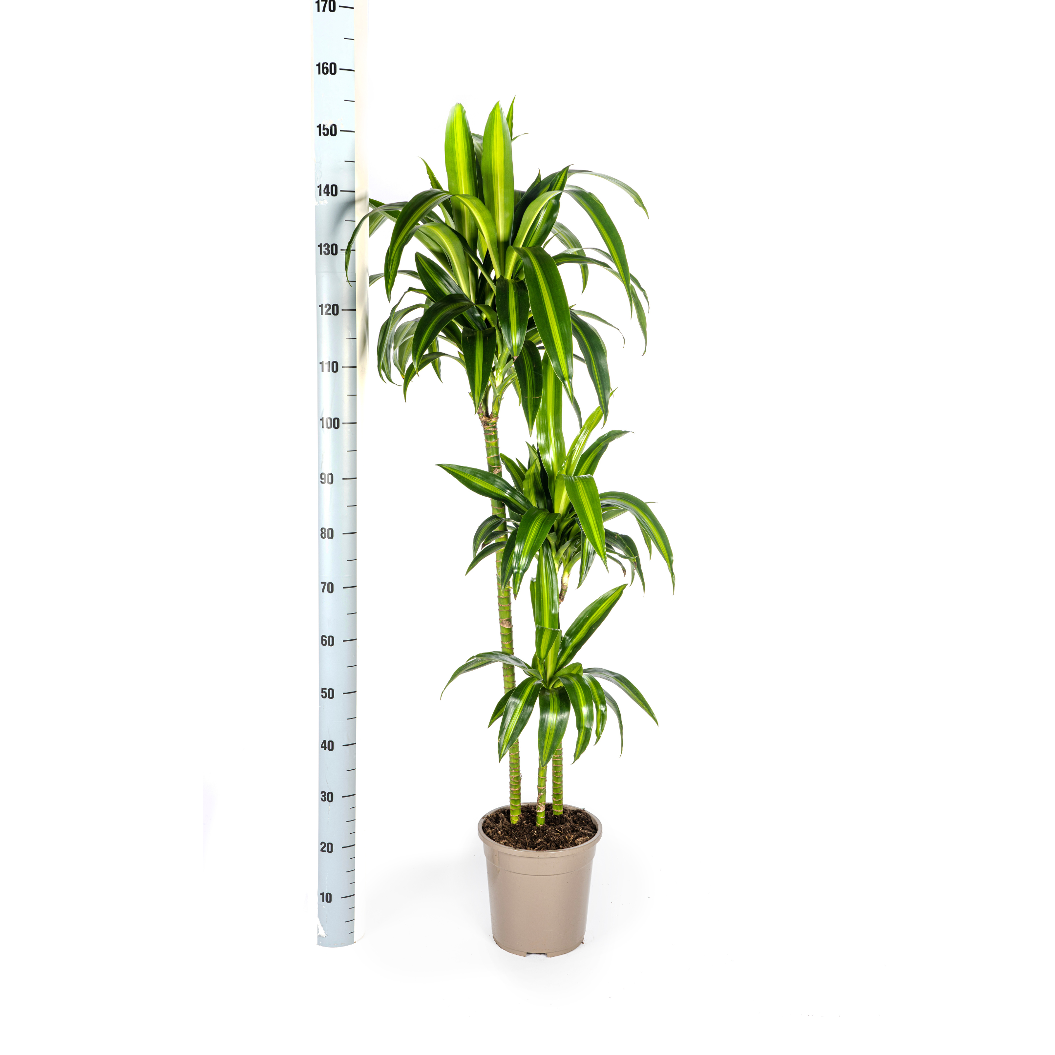 Drachenbaum Hawaiian Sunshine – Ø24cm – ↕130–150cm