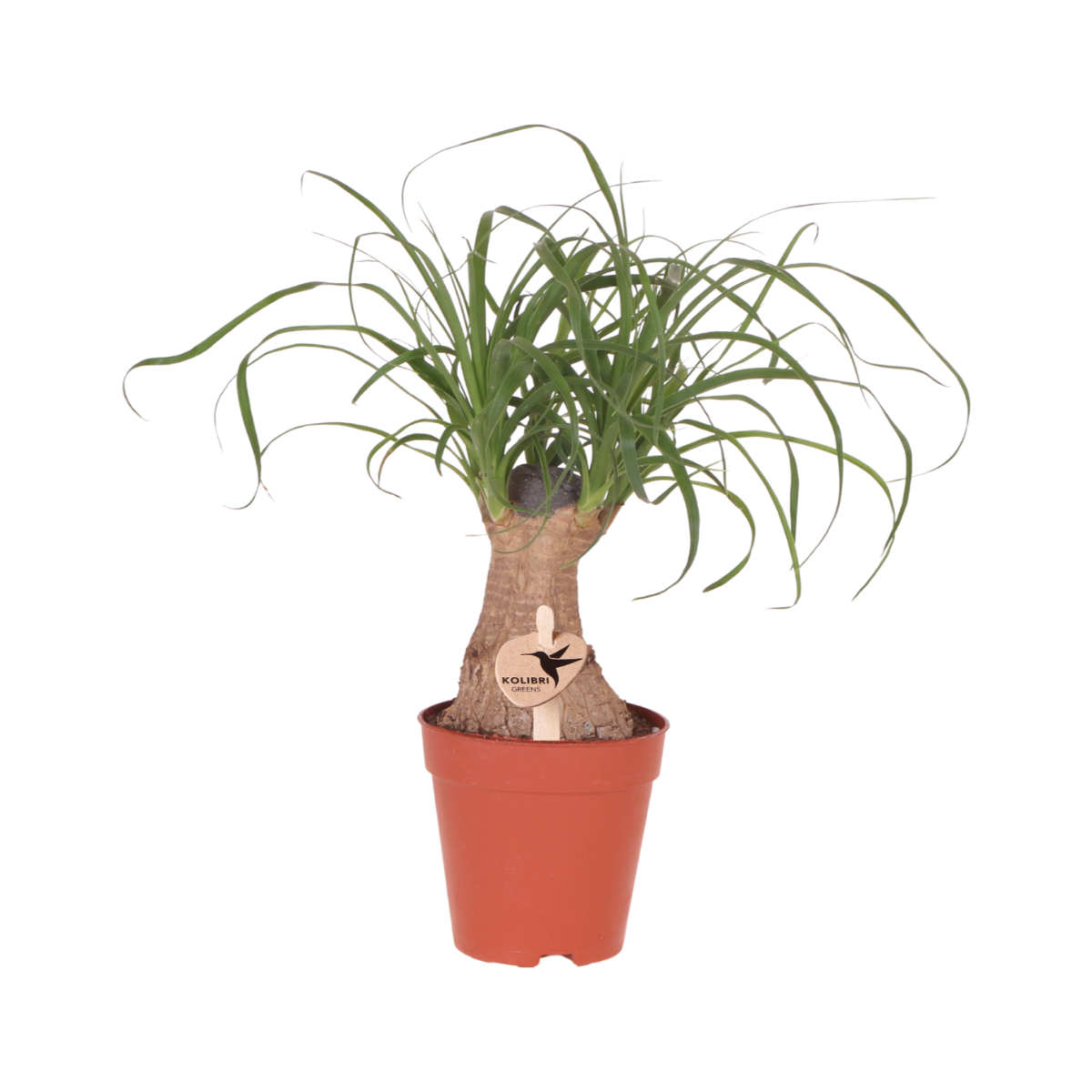 Beaucarnea Zimmerpflanze mit robustem Stamm