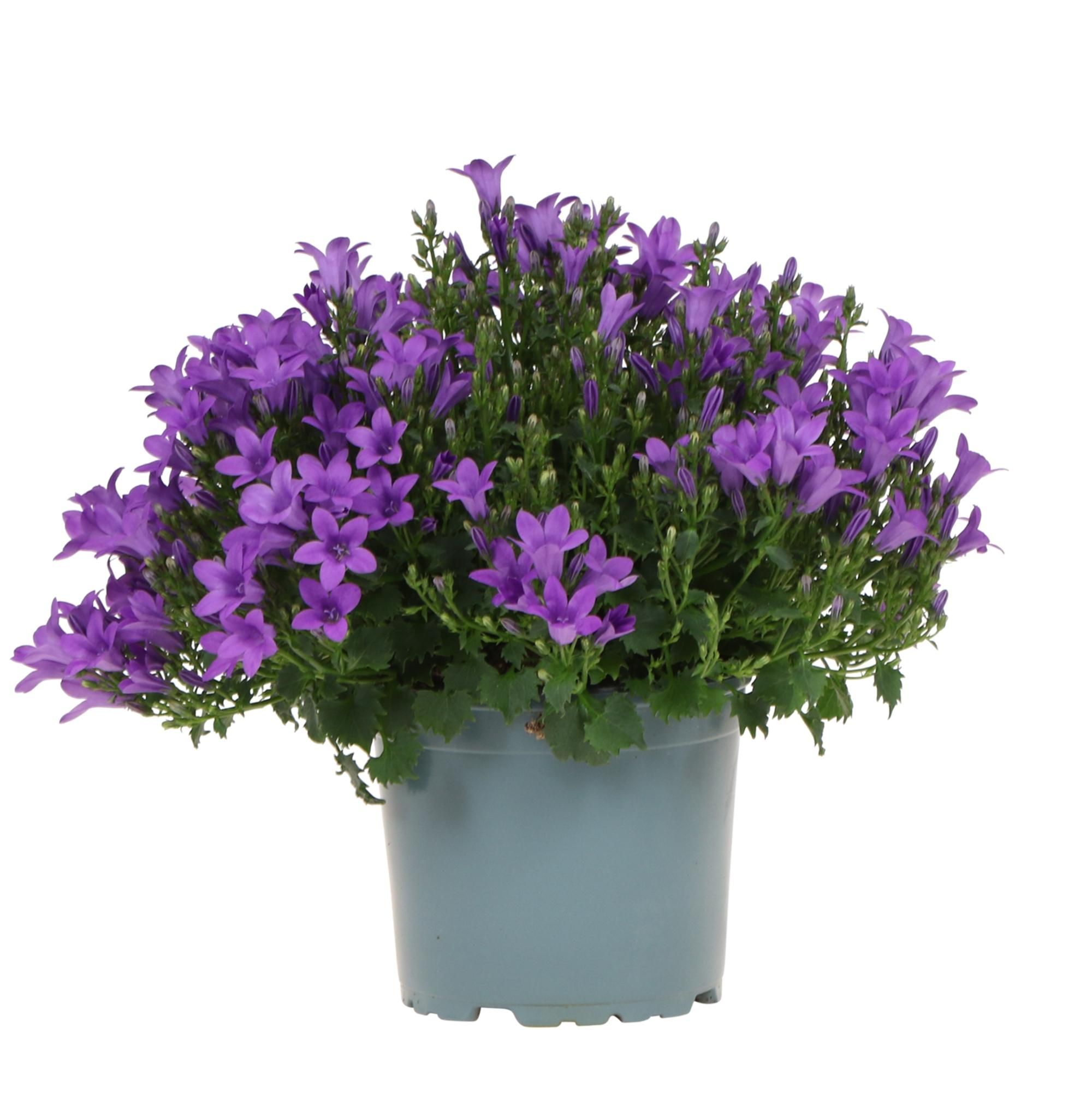 Campanula Addenda Glockenblume im lila Topf