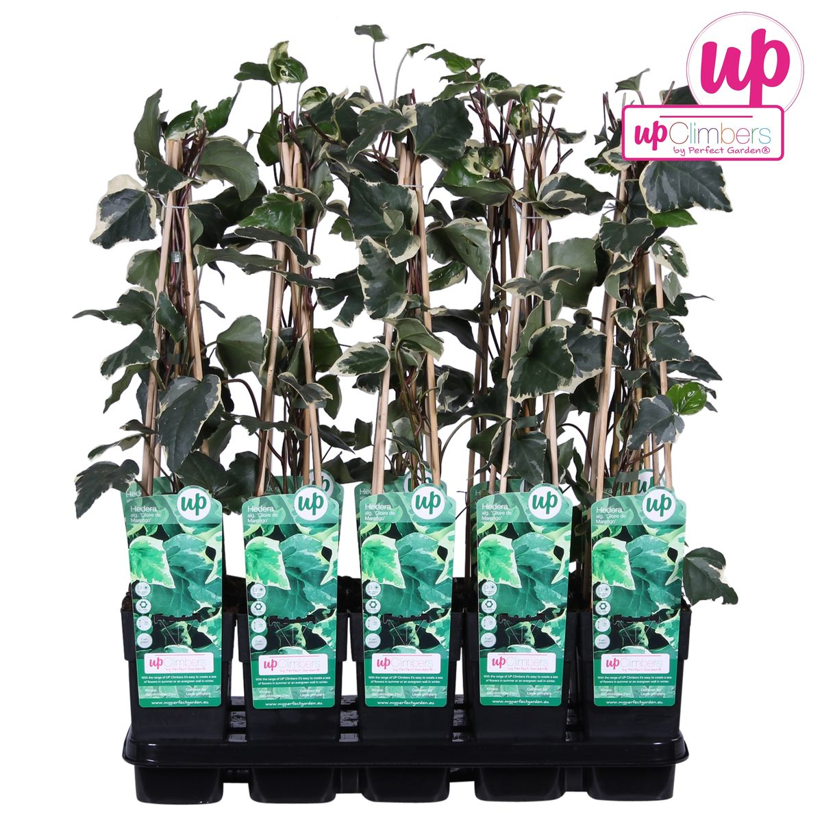 Kletterpflanze Hedera algeriensis Gloire de Maren