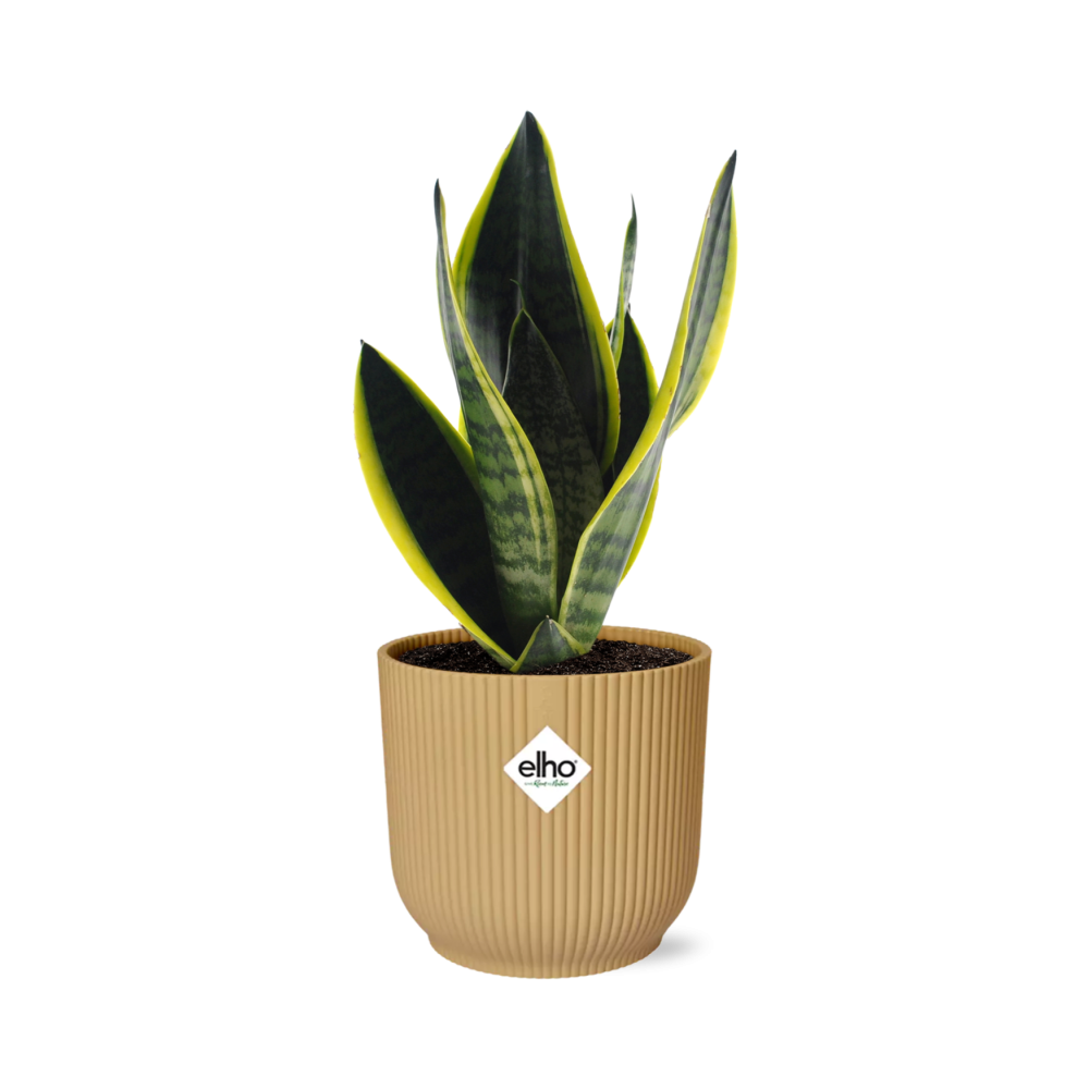 Sansevieria Futura Superba Zimmerpflanze