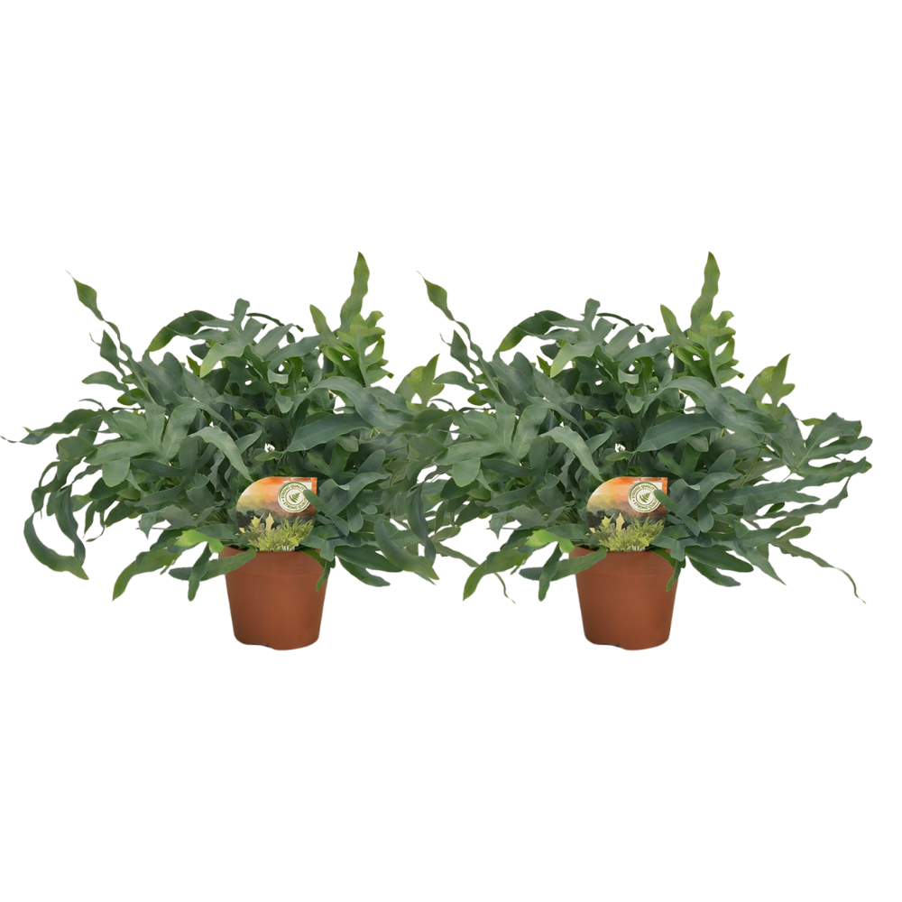 Phlebodium Blue Star – 2 Stück – Ø17cm – Ø60cm