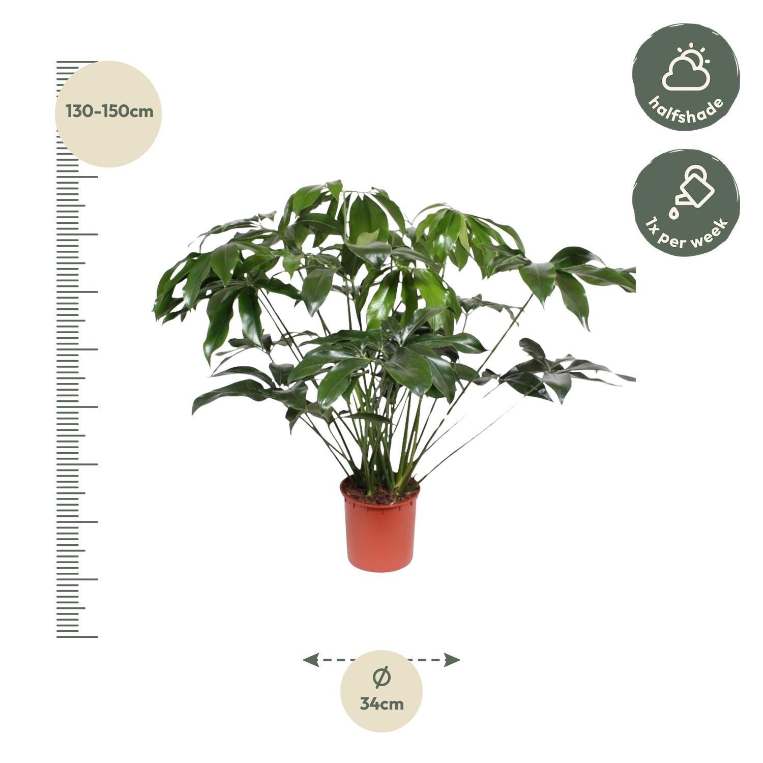 Philodendron Green Wonder Indoorpflanze