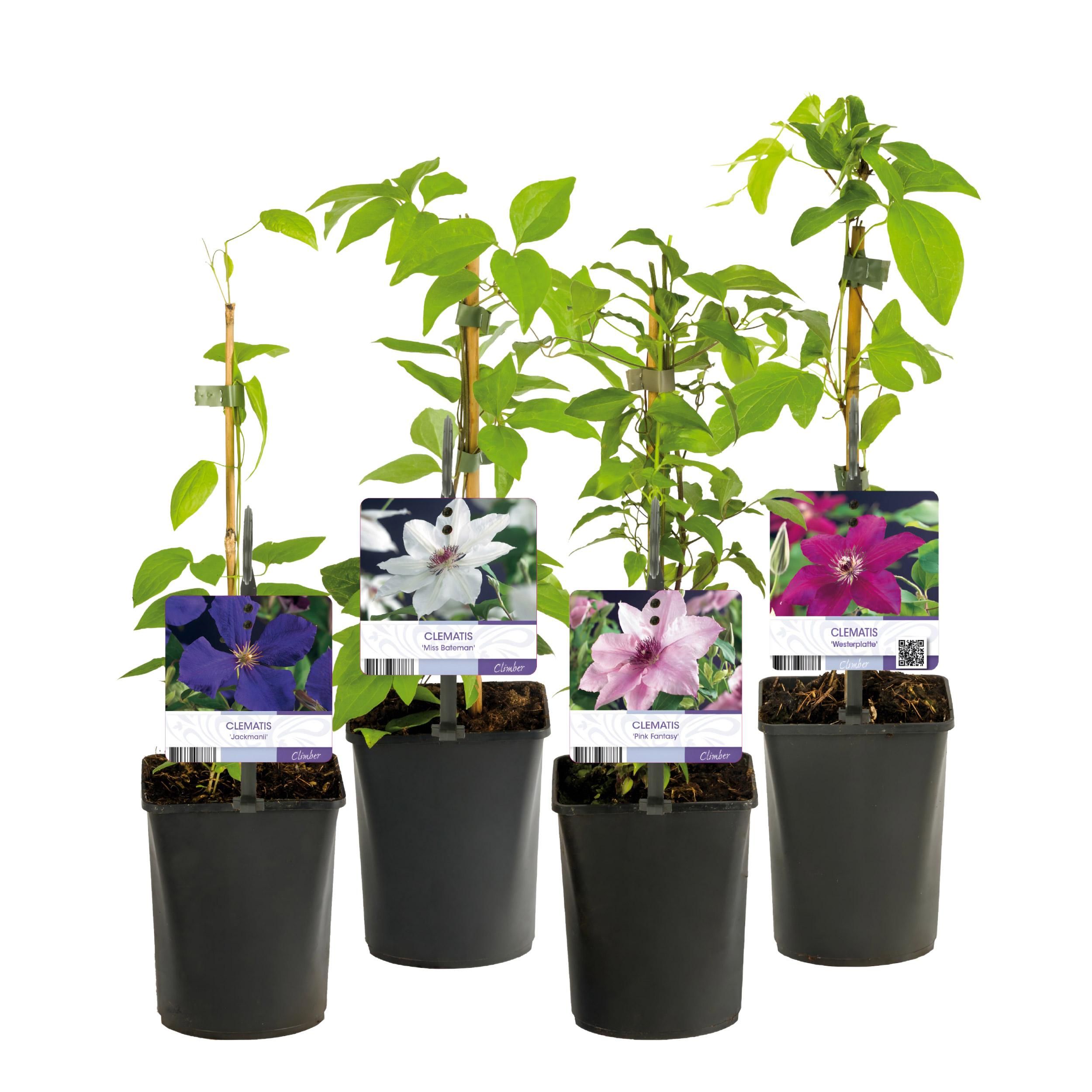 Clematis Rainbow Kletterpflanze – Rosa Weiß Lila Rot Blüte – Wenig Pflege