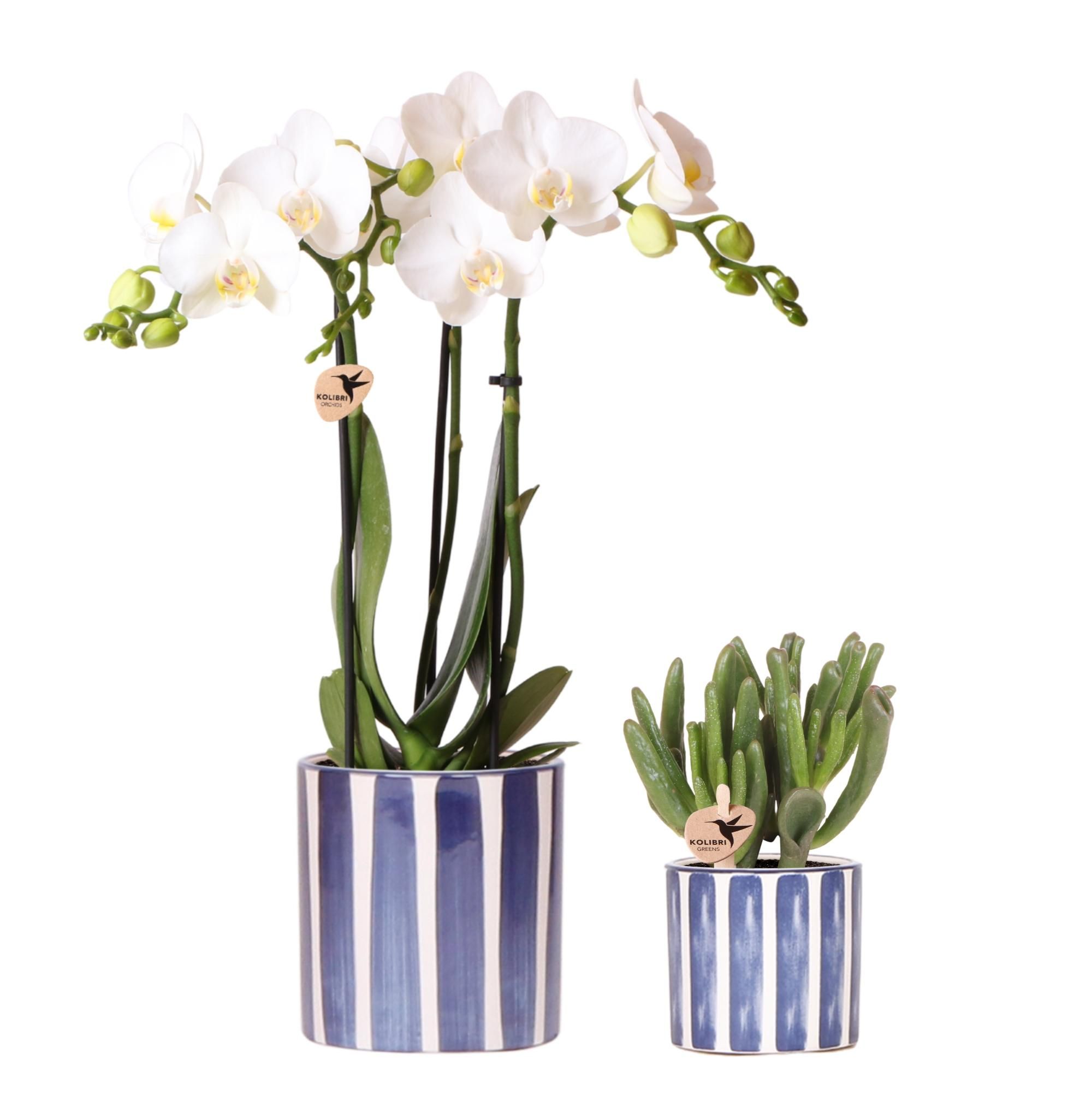 Phalaenopsis Orchidee Vienna mit Painted Stripe Topf
