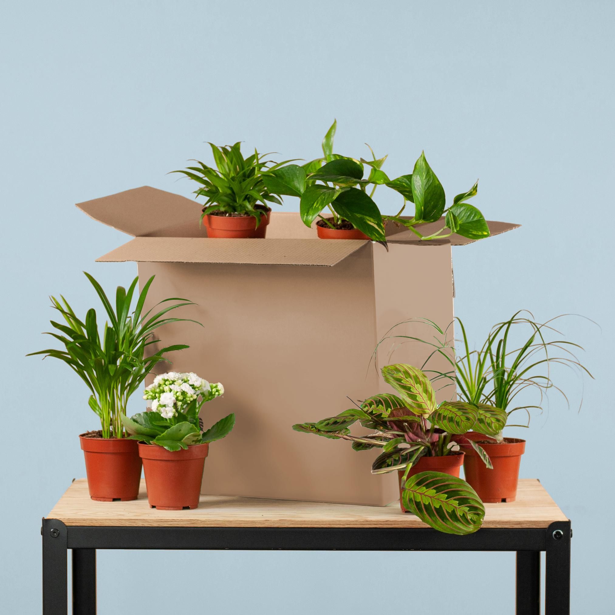 Grüne Kneuschenbox – 6er Set – Zimmerpflanzen-Mix – Ideal für Anfänger