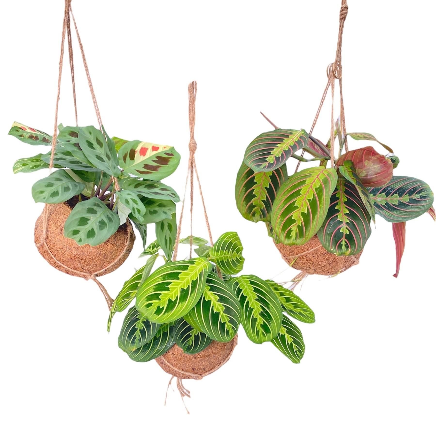 Kokodama Maranta Mix – 3er Set – Ø15cm – ↕20cm