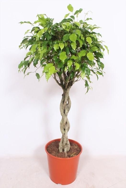 Ficus Exotica Zimmerpflanze