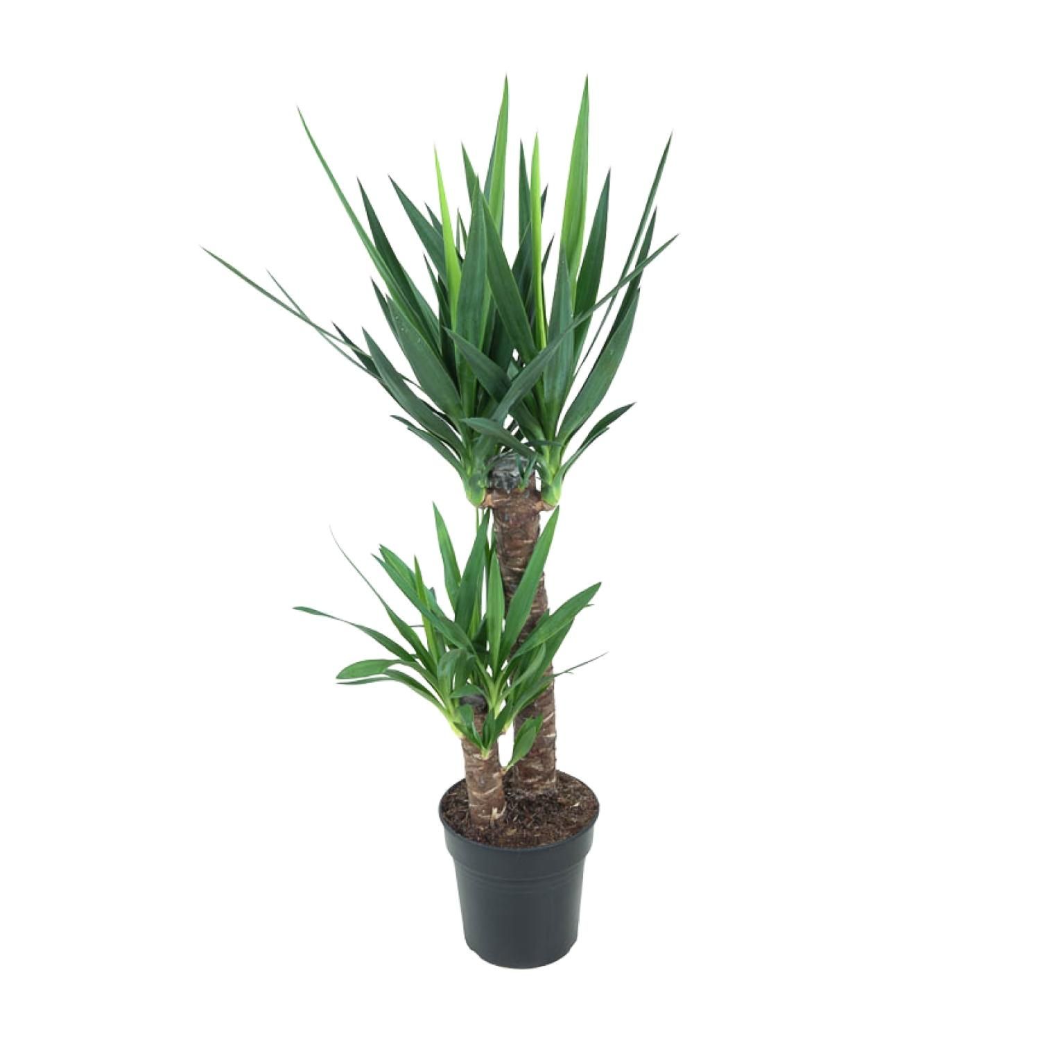 Pflegeleichte Yucca Elephantipes Zimmerpflanze