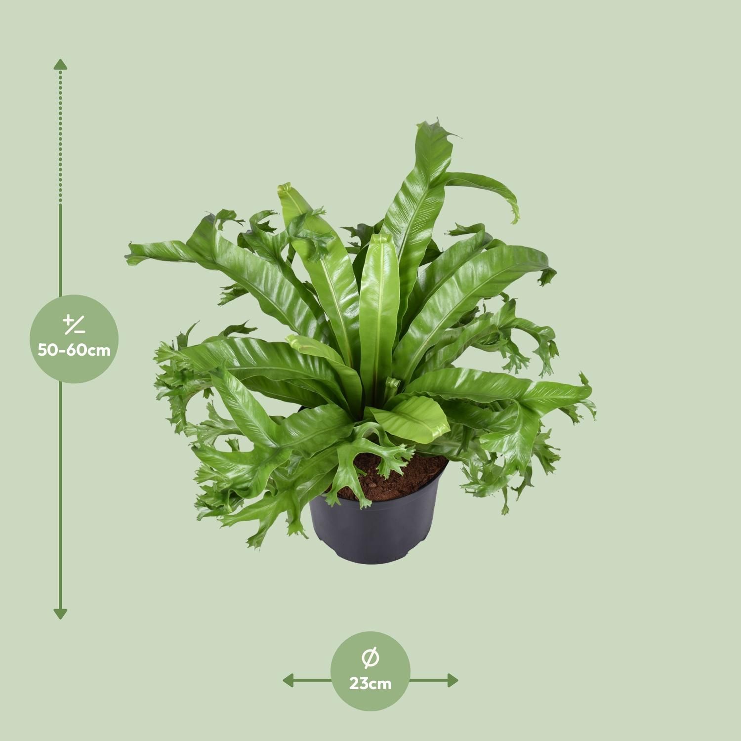 Asplenium nidus Crissie Zimmerfarn