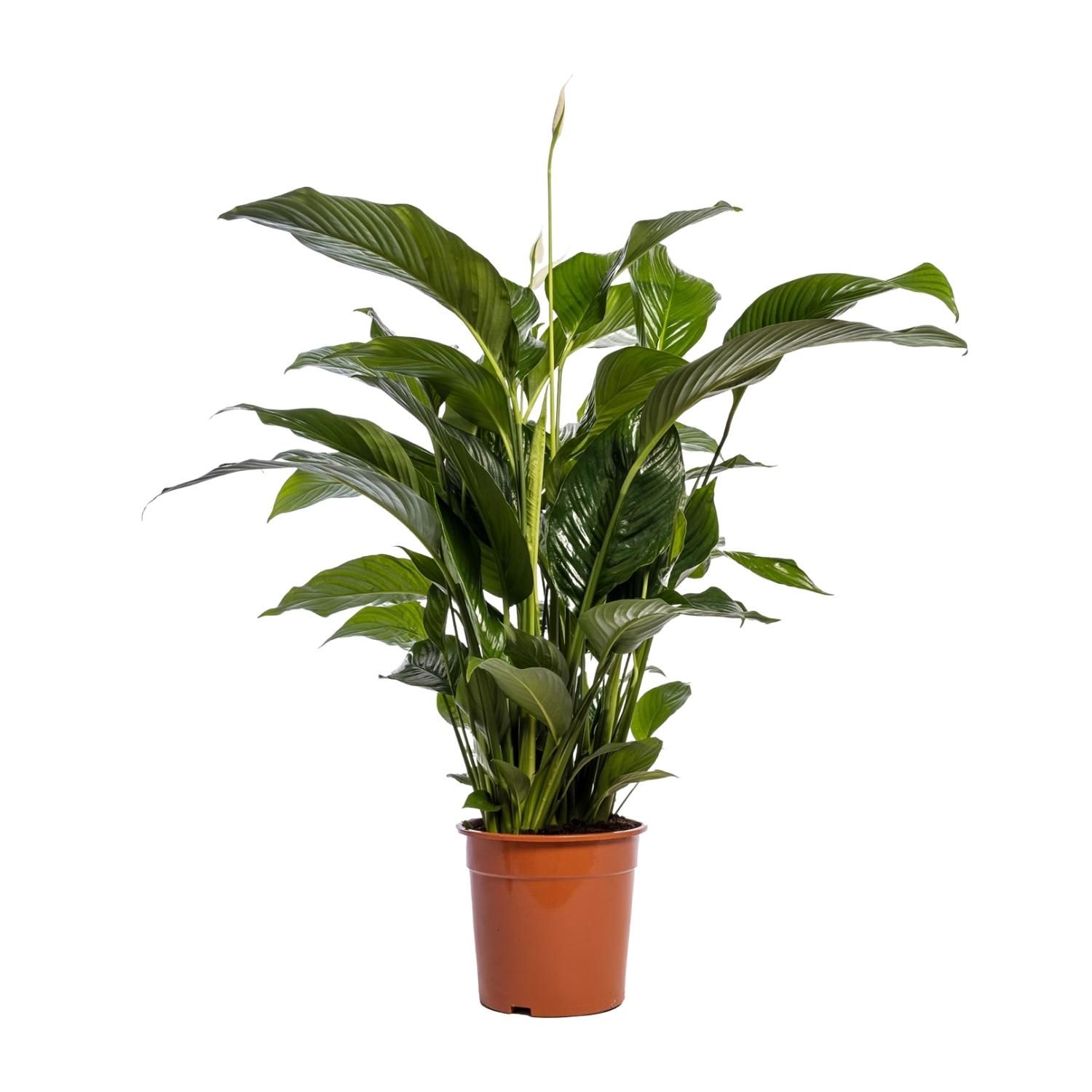 Spathiphyllum Bellini - Friedenslilie Zimmerpflanze