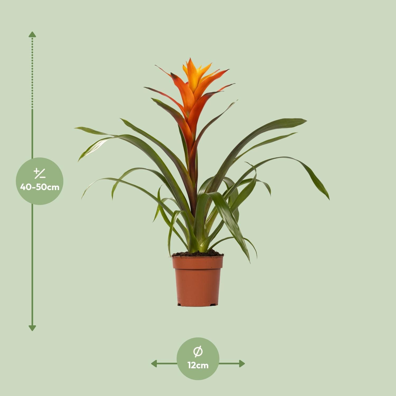 Guzmania Variada Zimmerpflanze