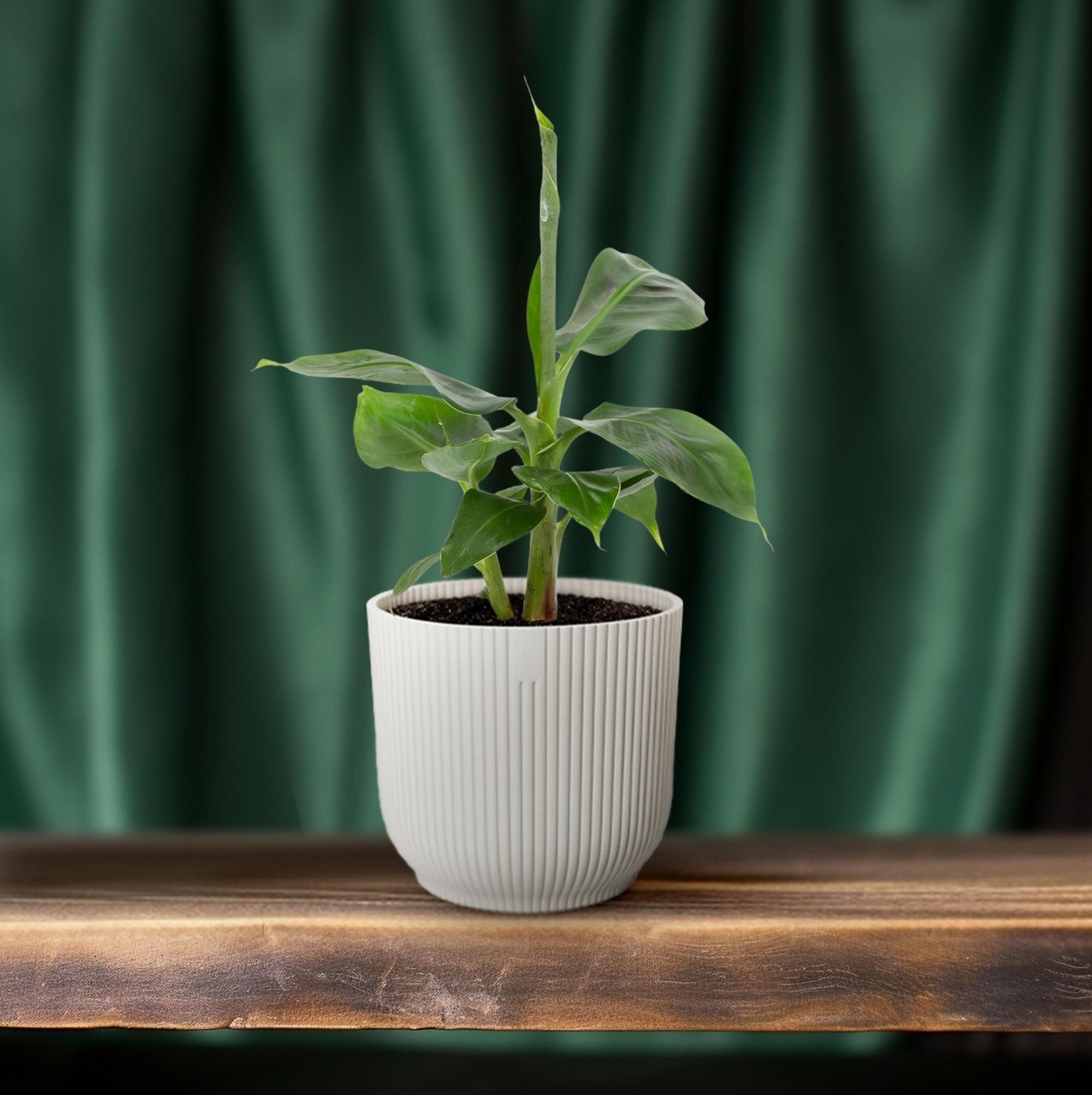 Musa Tropicana – Robuste Zimmerpflanze – Exotische Bananenstaude – Ideal für Zuhause