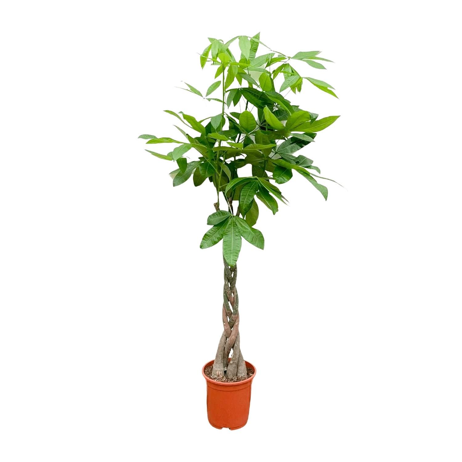 Pachira Aquatica Geldbaum mit geflochtenem Stamm
