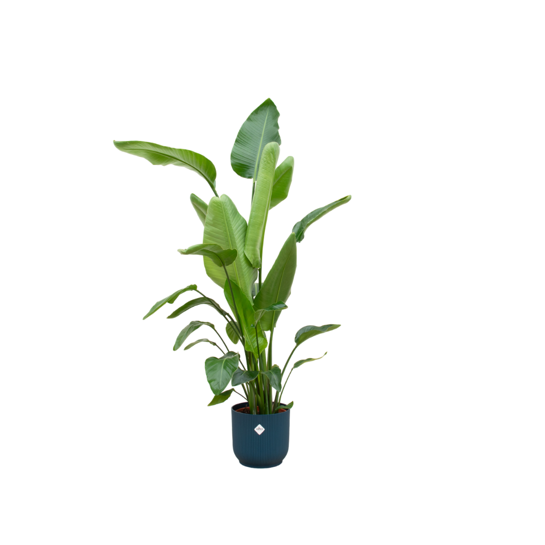 Strelitzia Nicolai Zimmerpflanze mit Blauem Elho Vibes Fold Round Übertopf