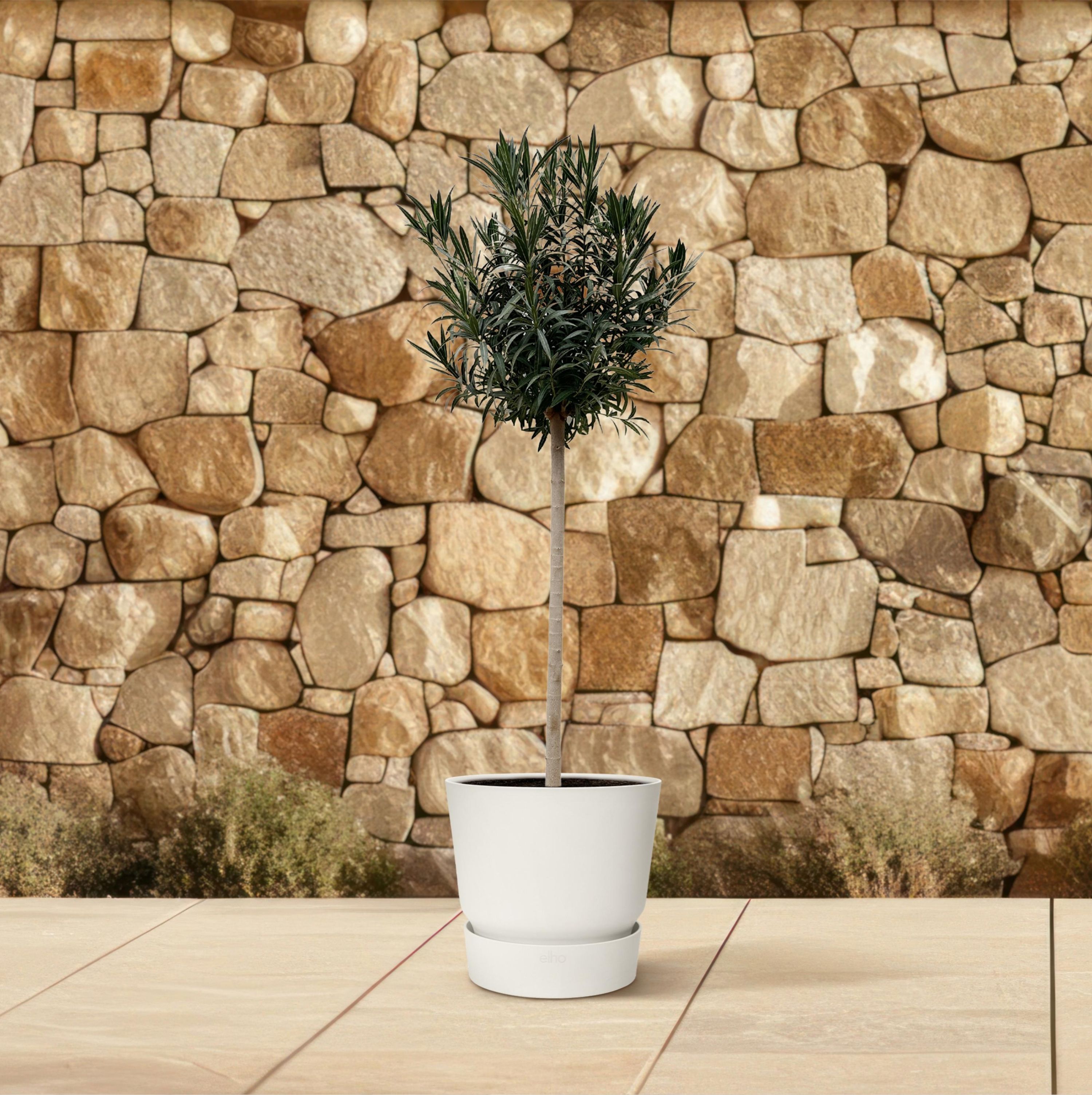 Nerium Oleander Hochstamm mit roten Blüten