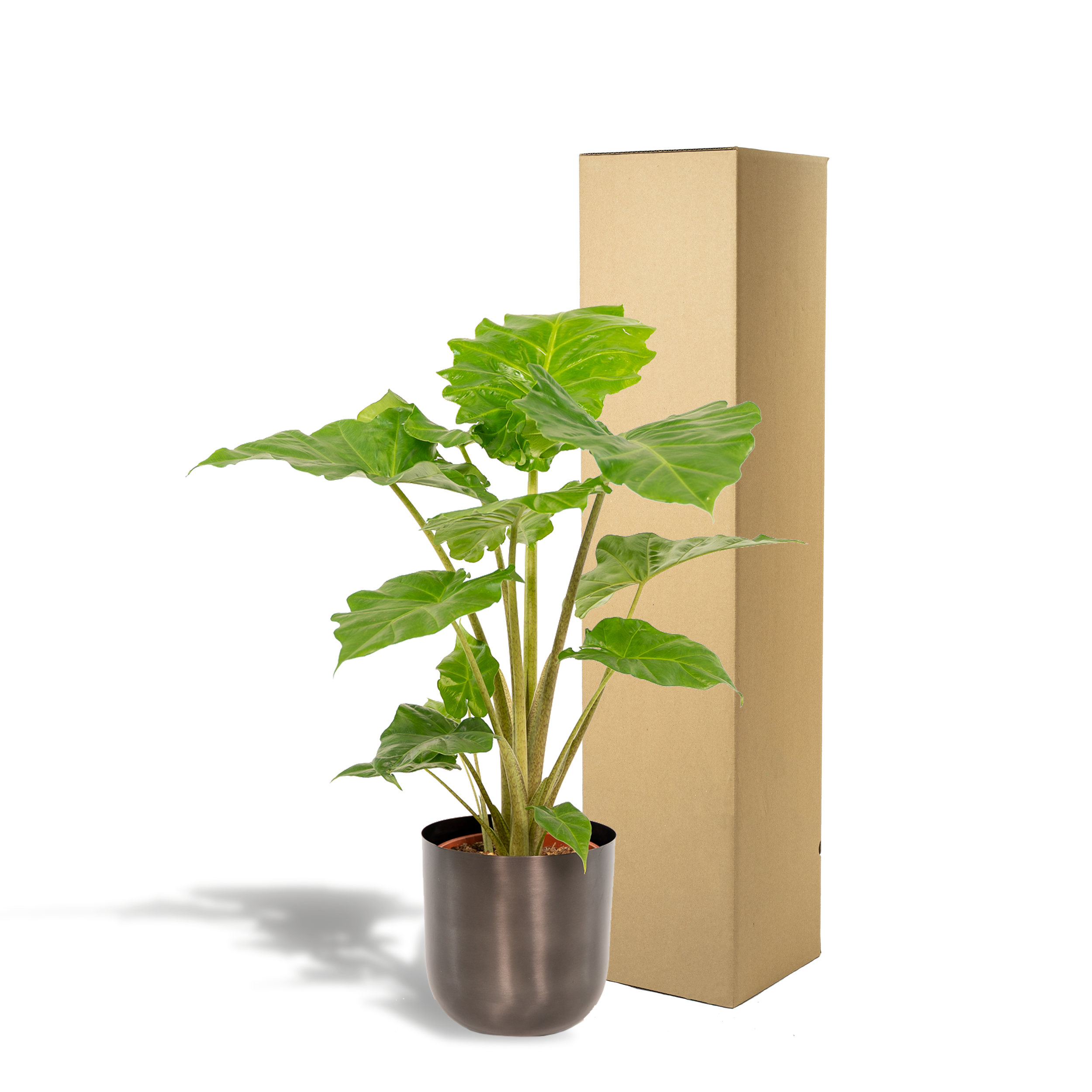 Alocasia Portodora Zimmerpflanze mit großem Elefantenohrblatt