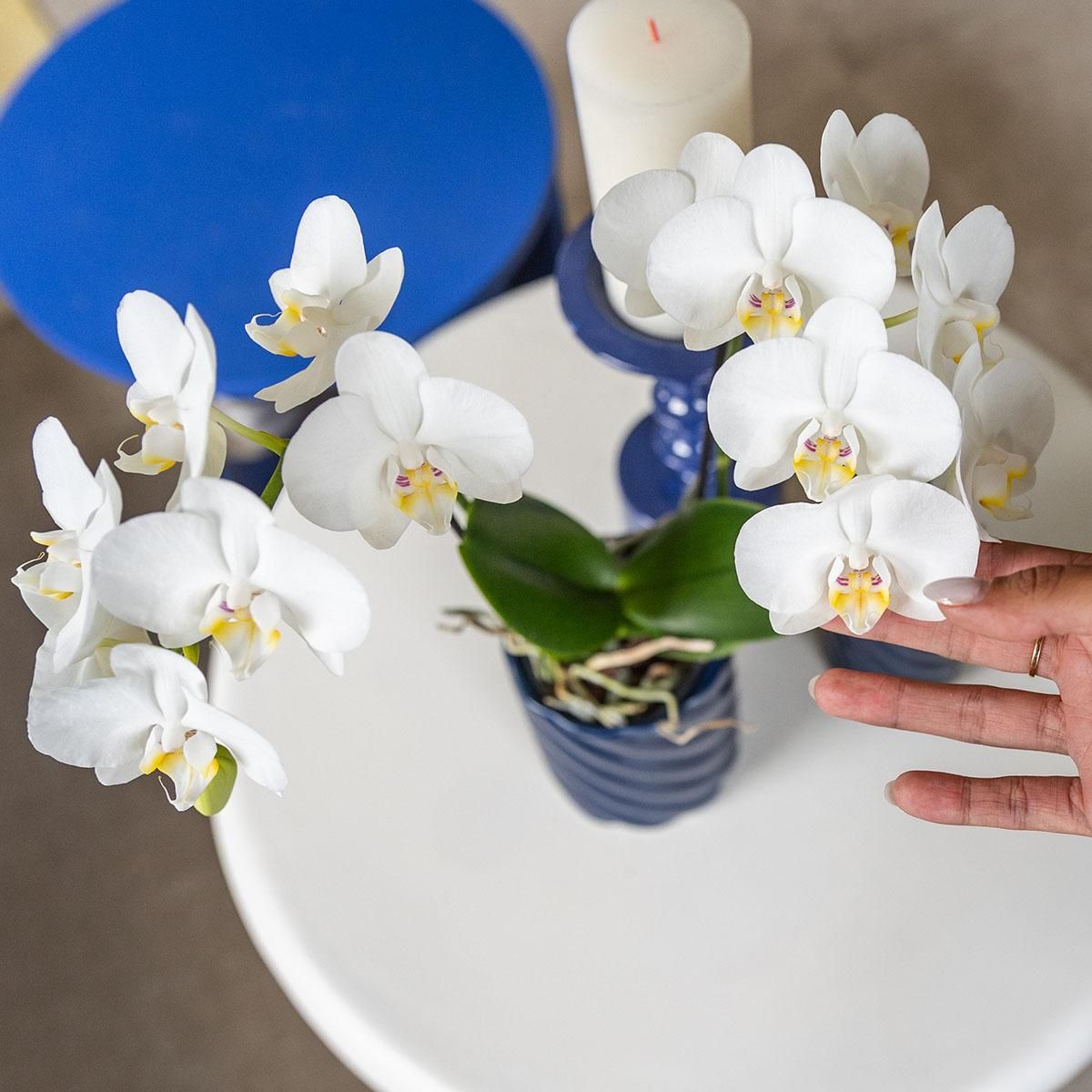 Weiße Phalaenopsis Orchidee Amabilis
