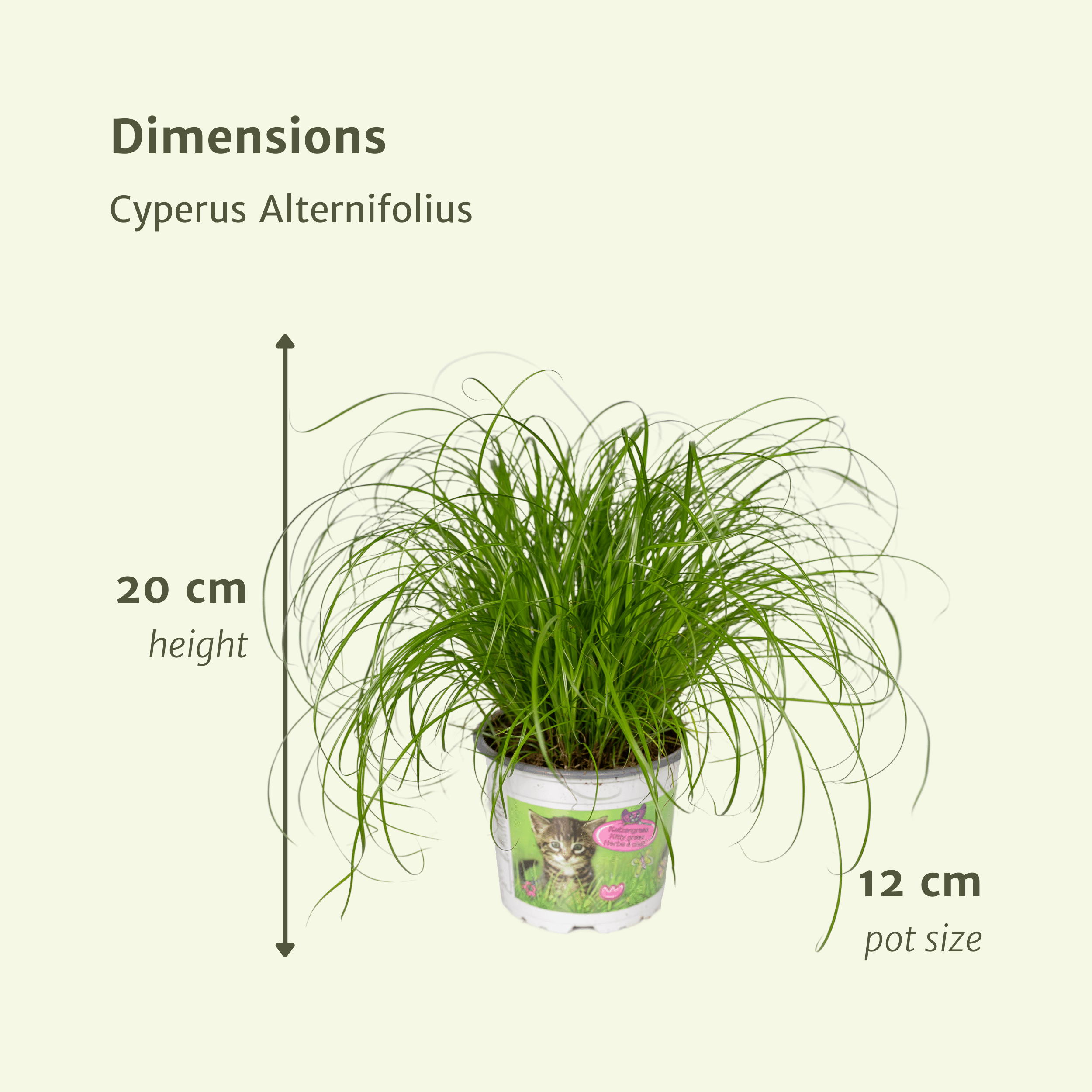 Cyperus Alternifolius Katzengras Zimmerpflanze