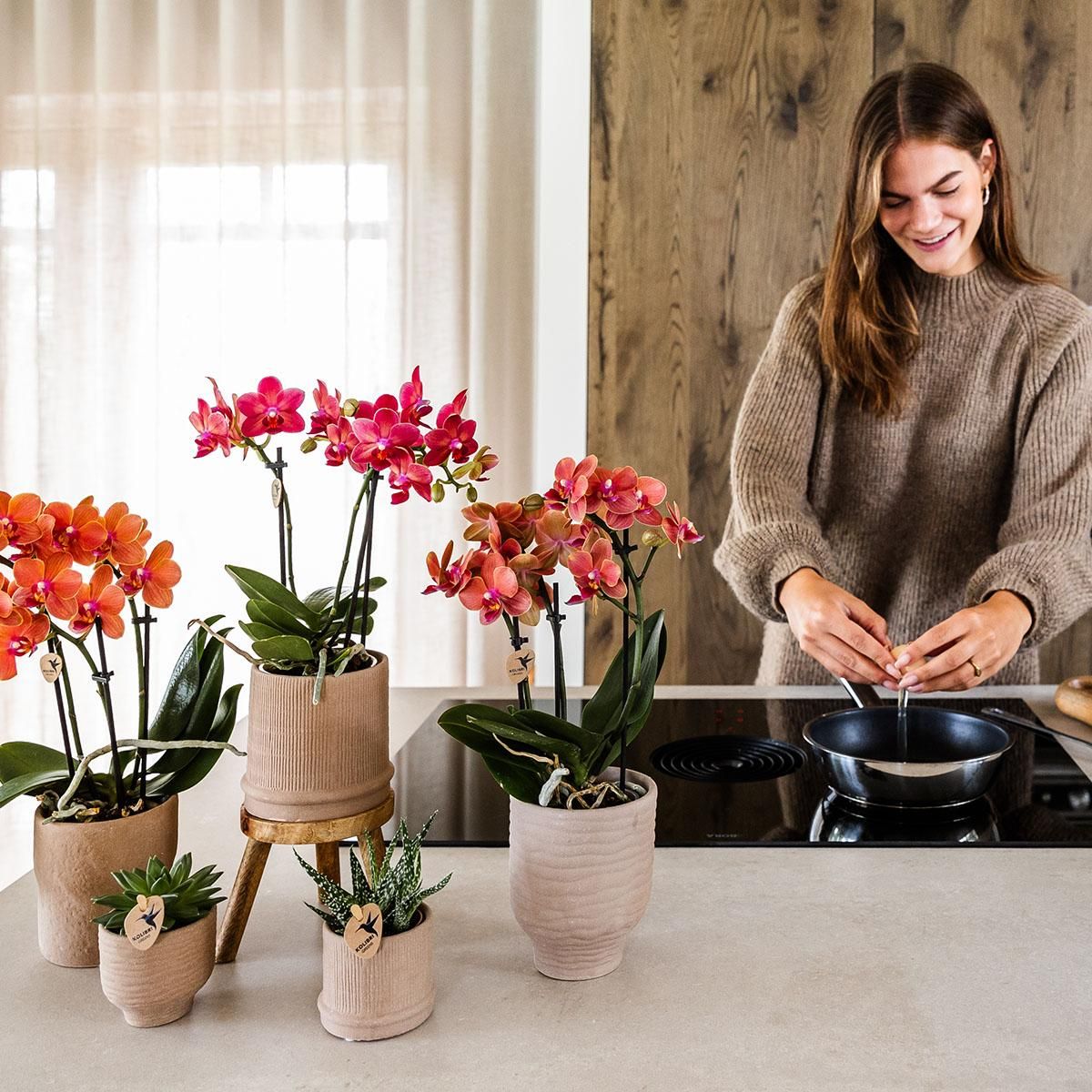 Phalaenopsis Orchidee Congo rote Blüten