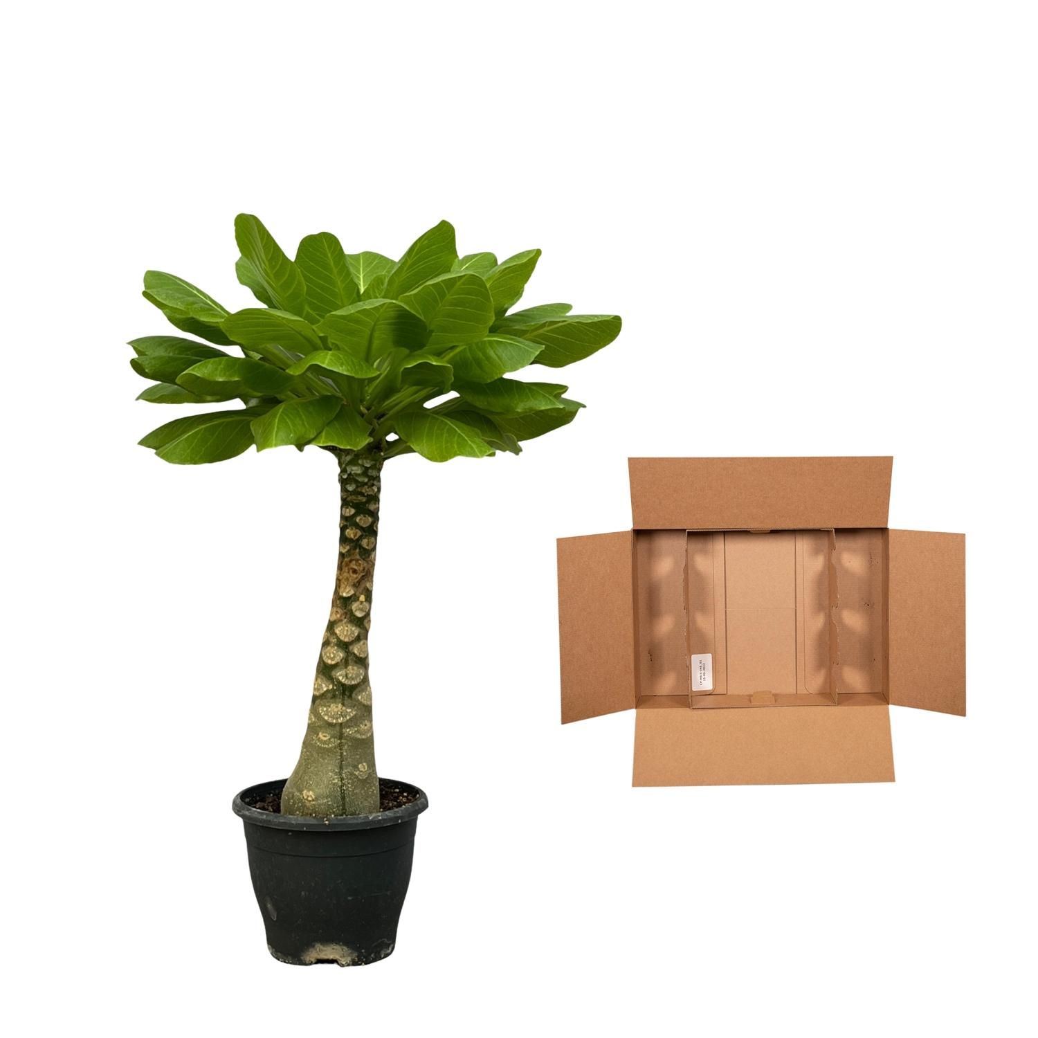 Birghamia Insignis - 25 cm - Ø12cm Topf - Hawaii Palmen ähnliche Besonderheit