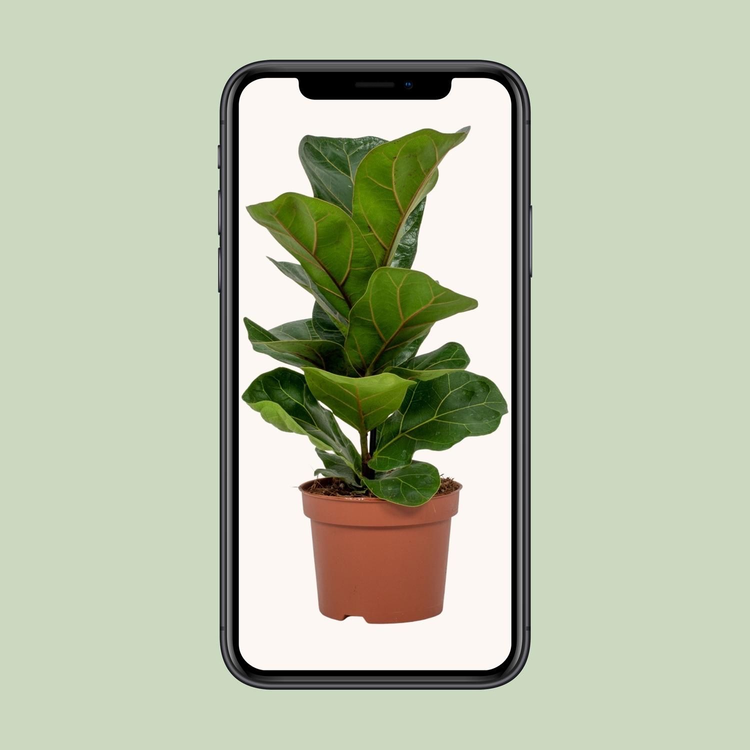 Ficus Lyrata - Elegante Geigenfeige für Innenräume